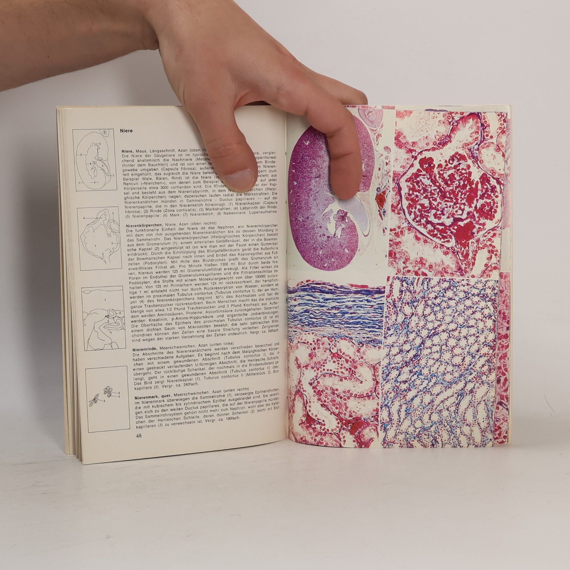 Kurt Fiedler Taschenatlas der Histologie