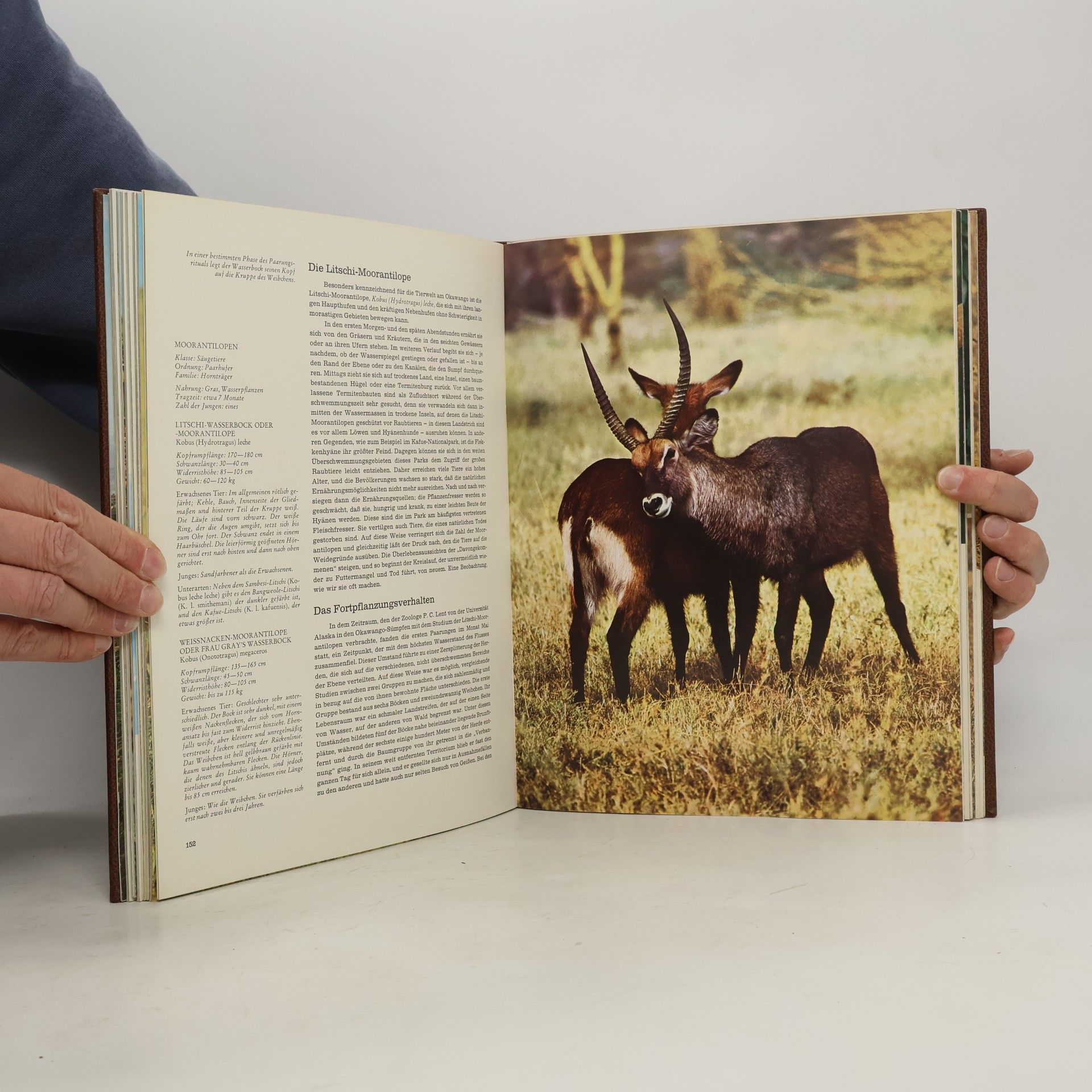 Auteurscollectief Fauna III, Afrika