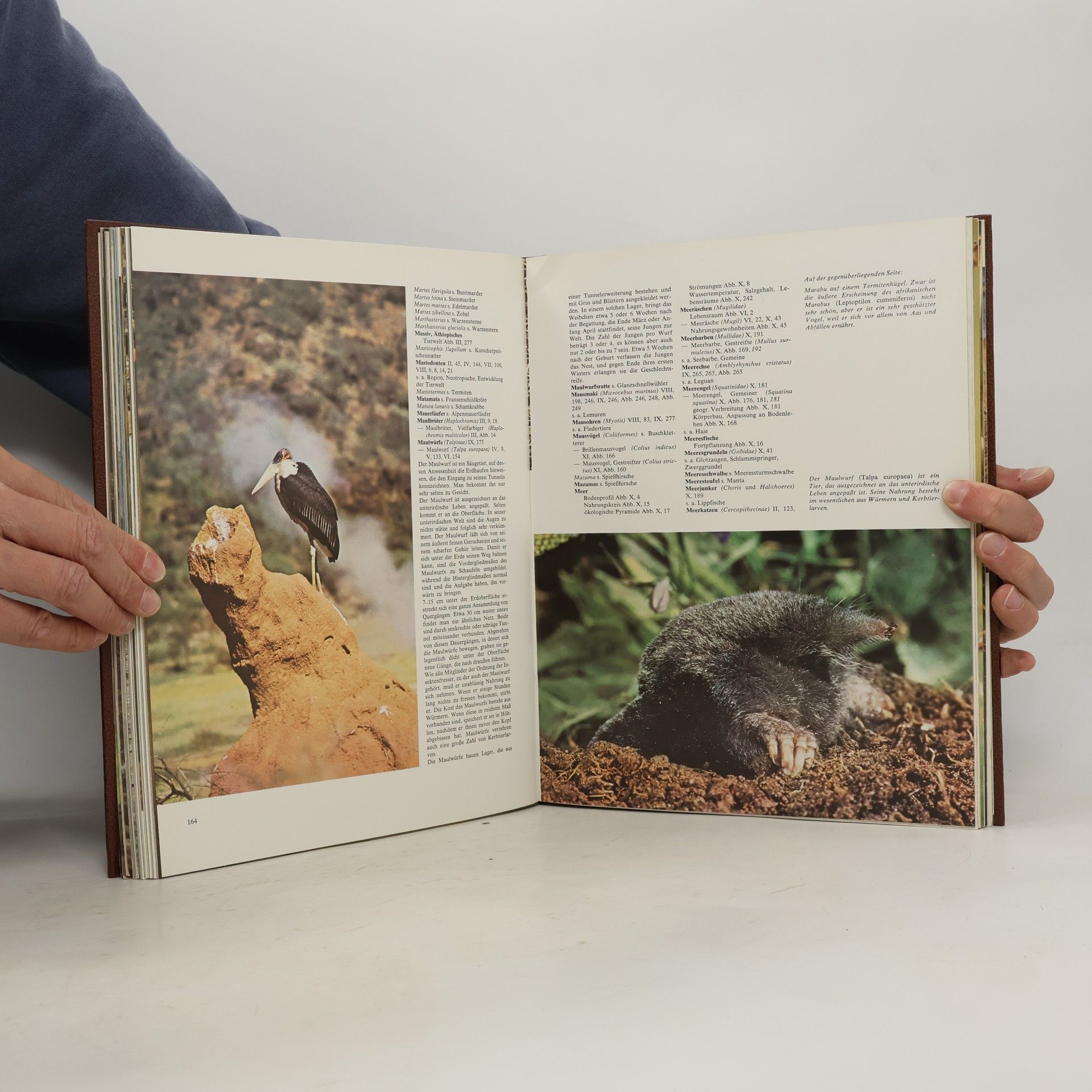 Autorenkollektiv Fauna 11