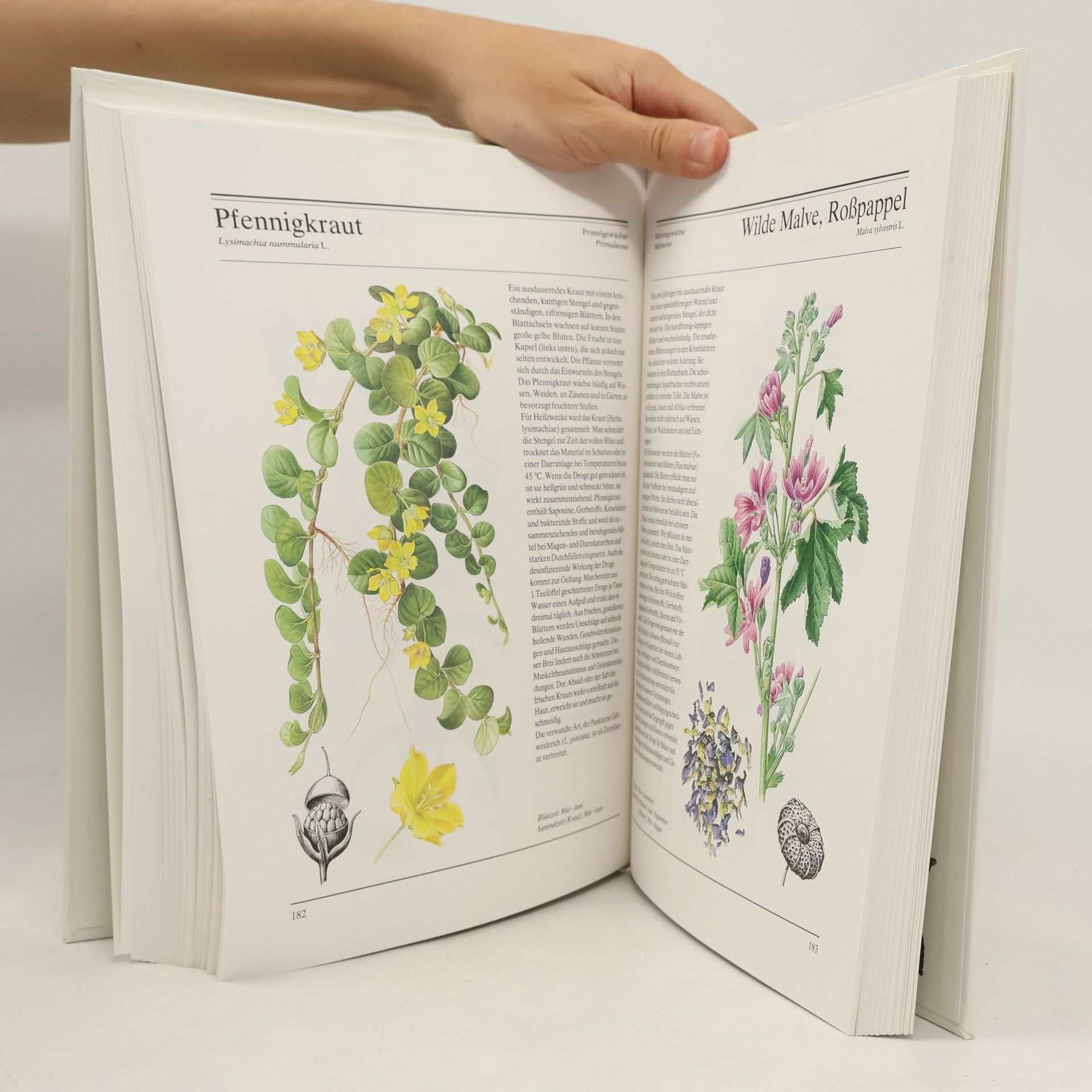 Jan Volák Das große Kräuterbuch der Gesundheit