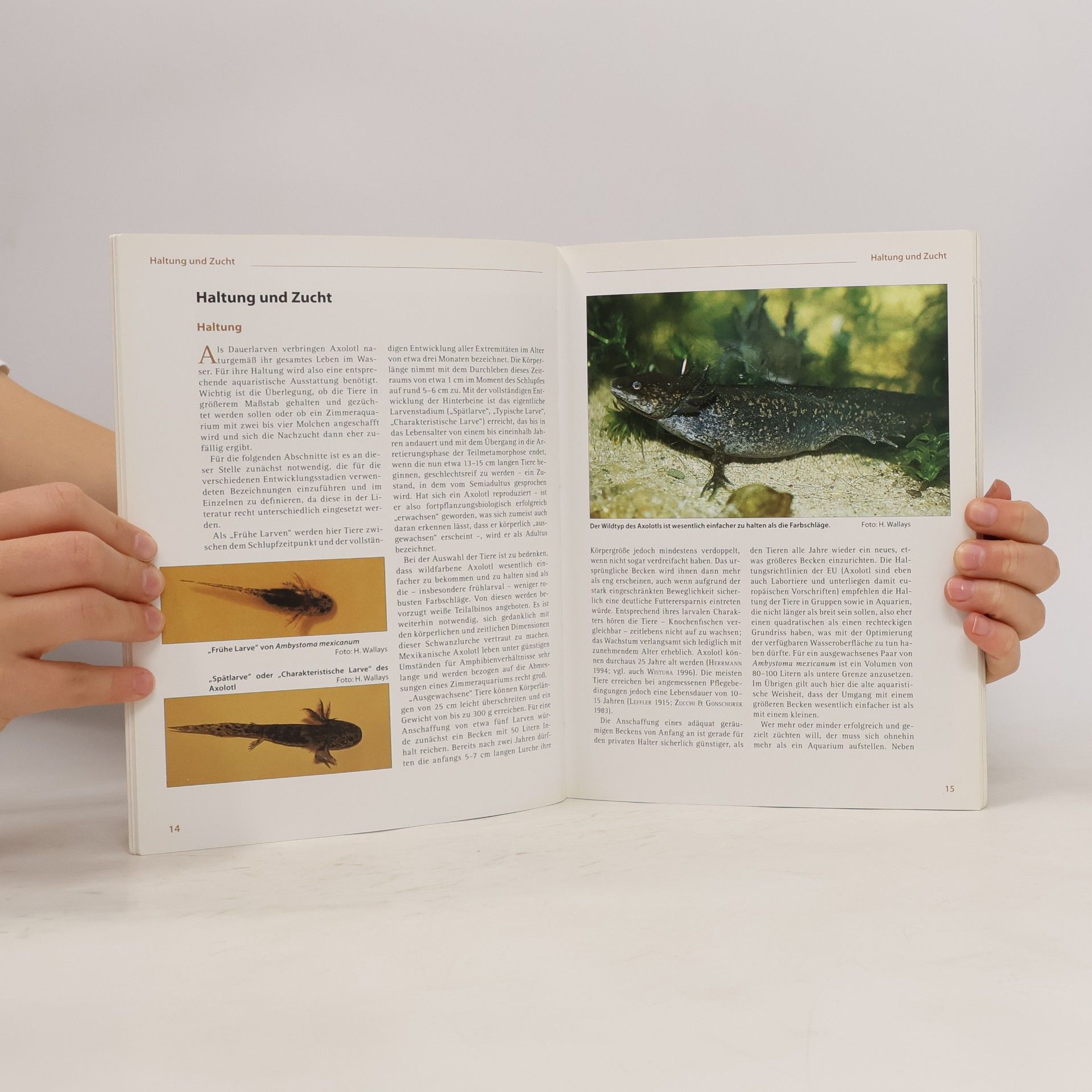 Joachim Wistuba Axolotl