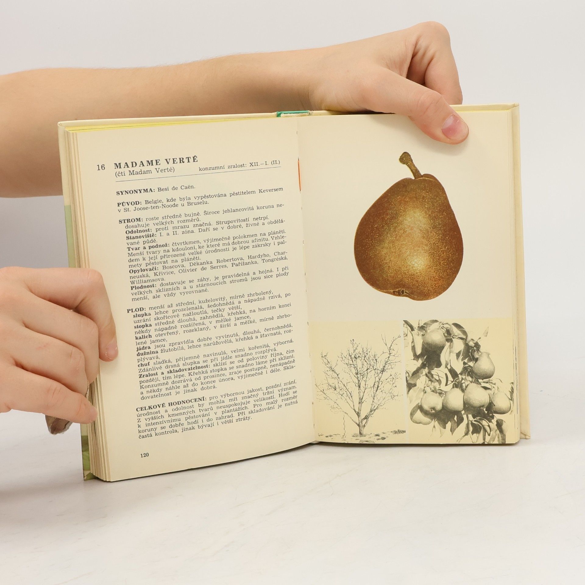 Various authors Malá pomologie 2. Hrušky