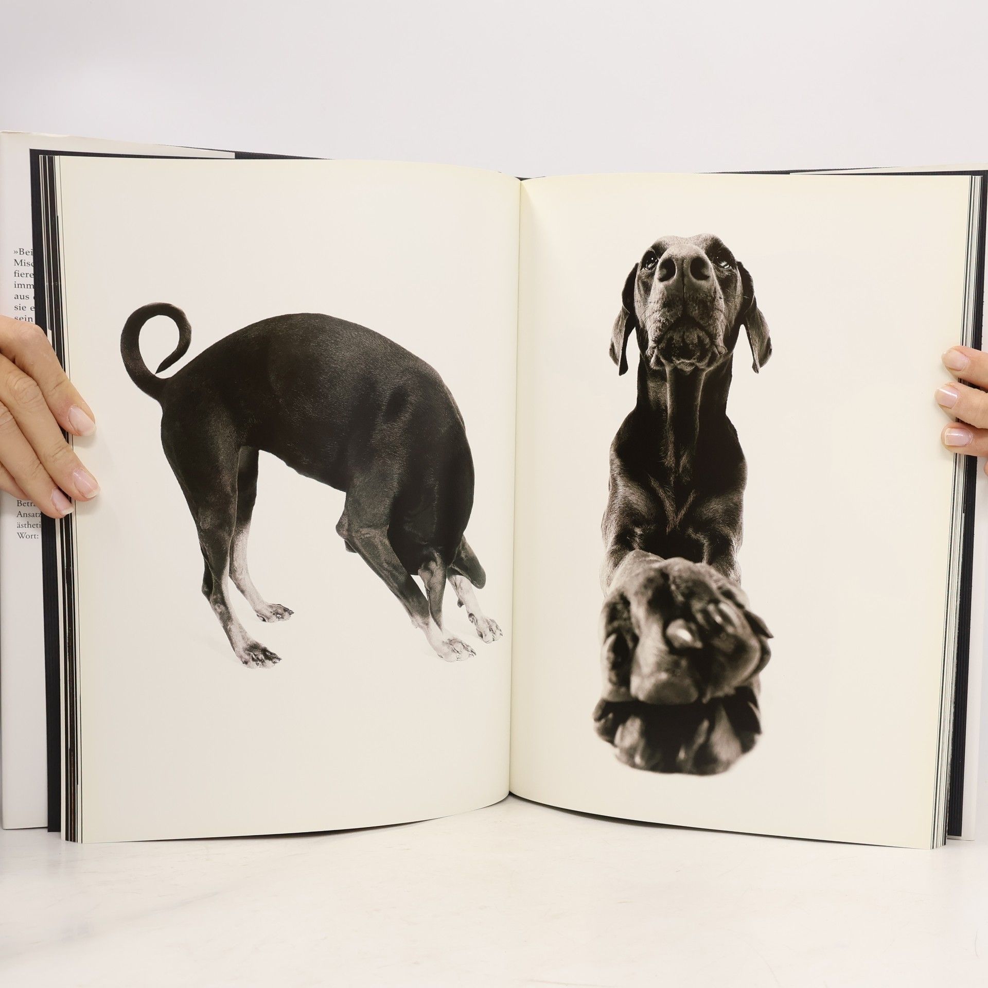Ruth Marcus HundeAugenBlicke