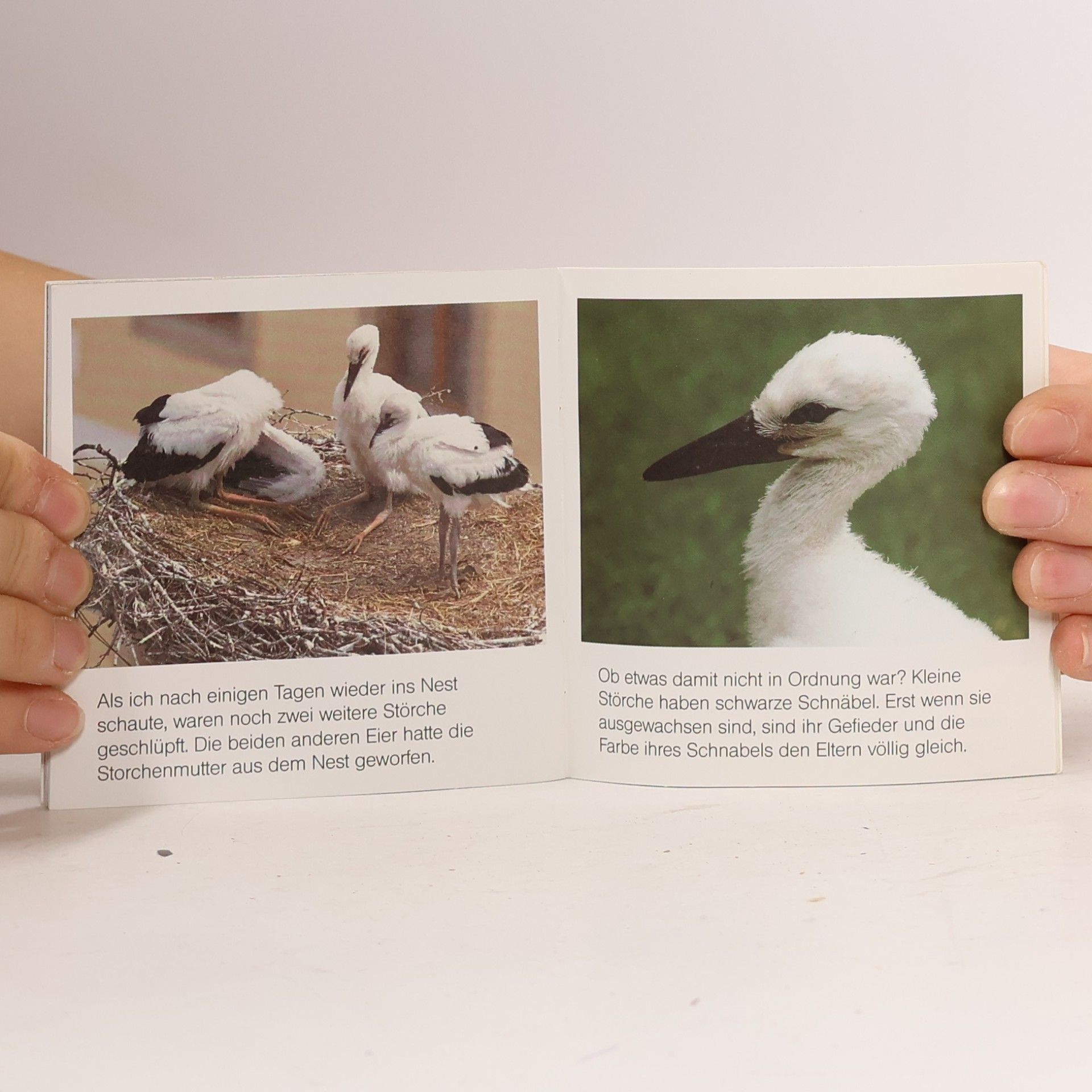 Autorenkollektiv Unser Storch Rudi
