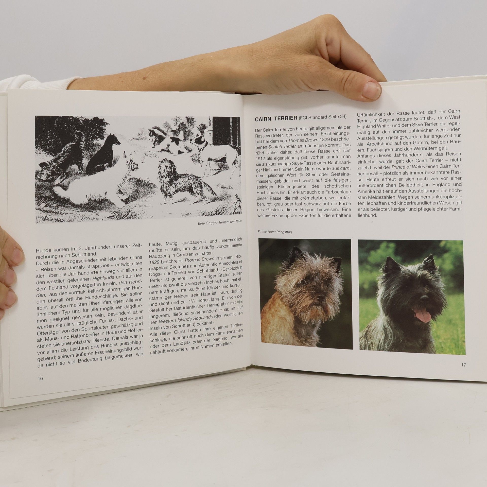 Rosemarie Wild Terrier
