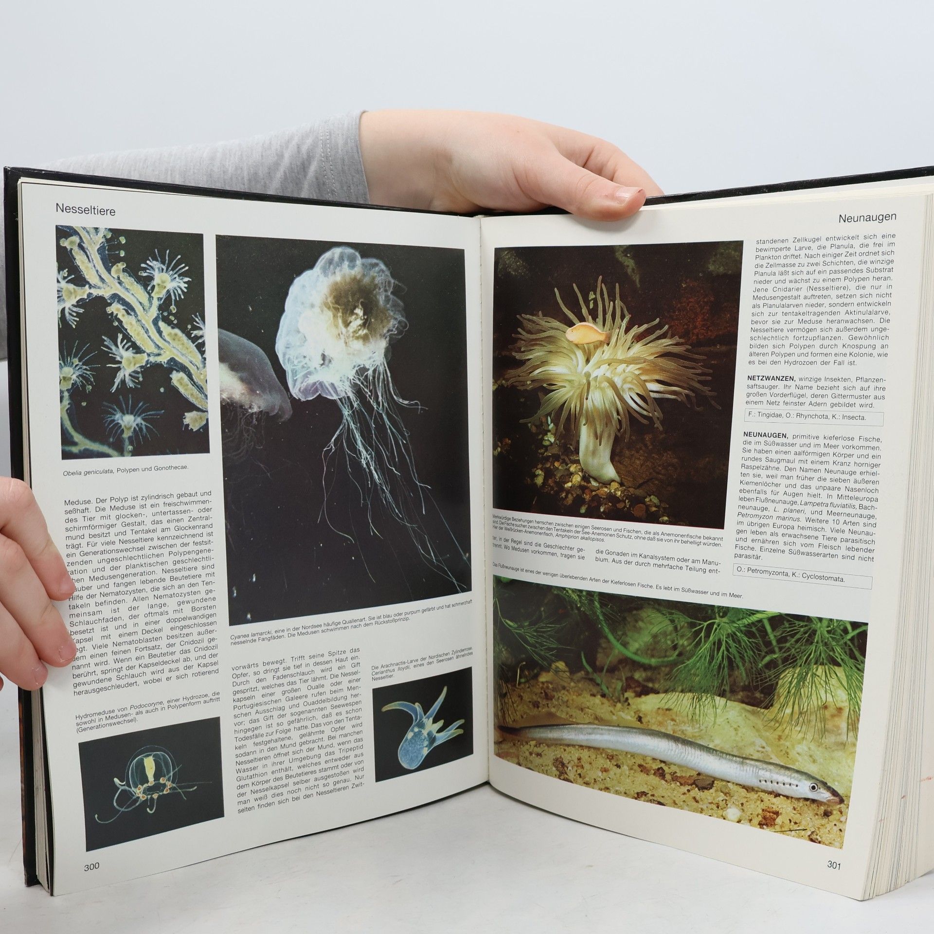 Autores varios Lexikon der Tiere von A-Z