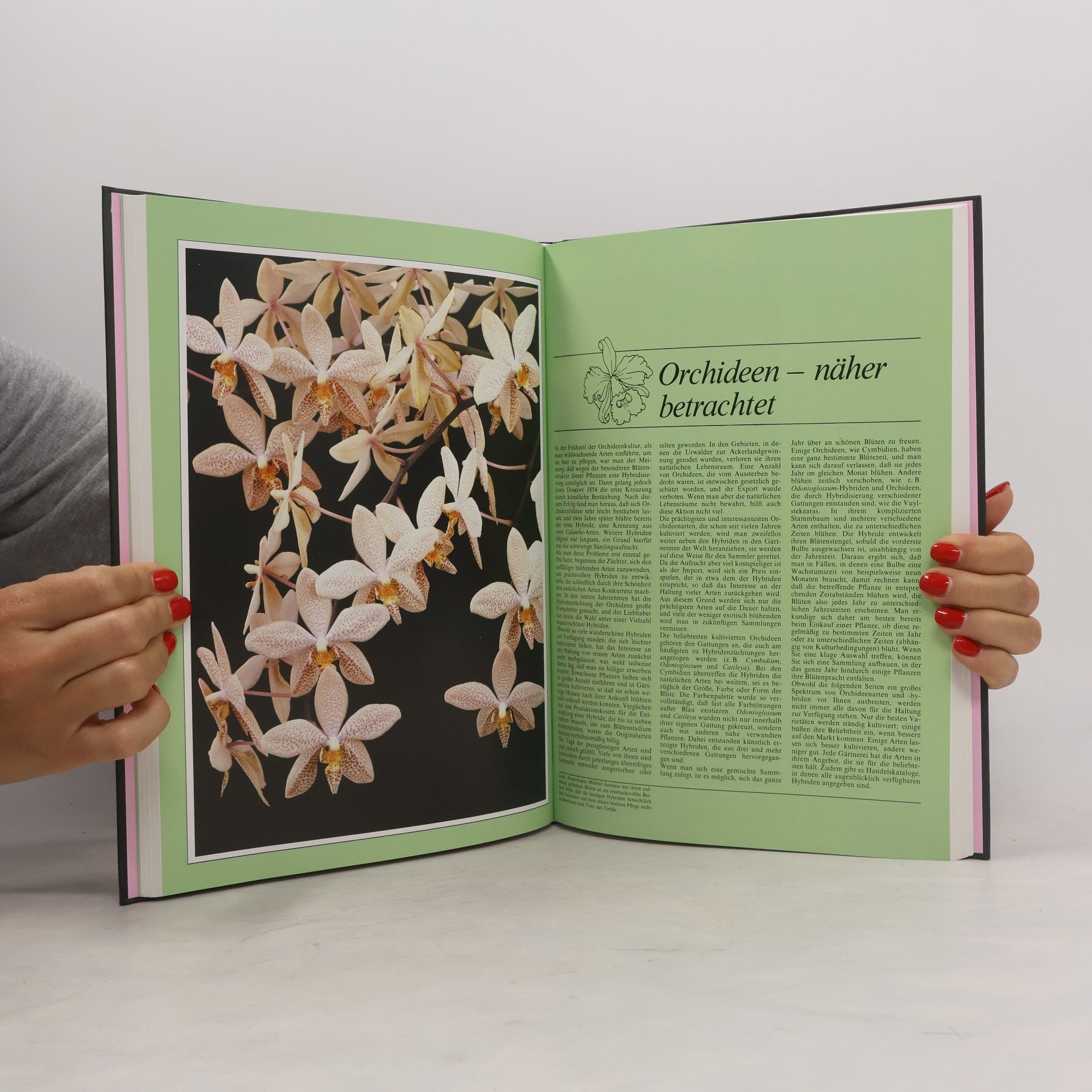 Jack Kramer Orchideen