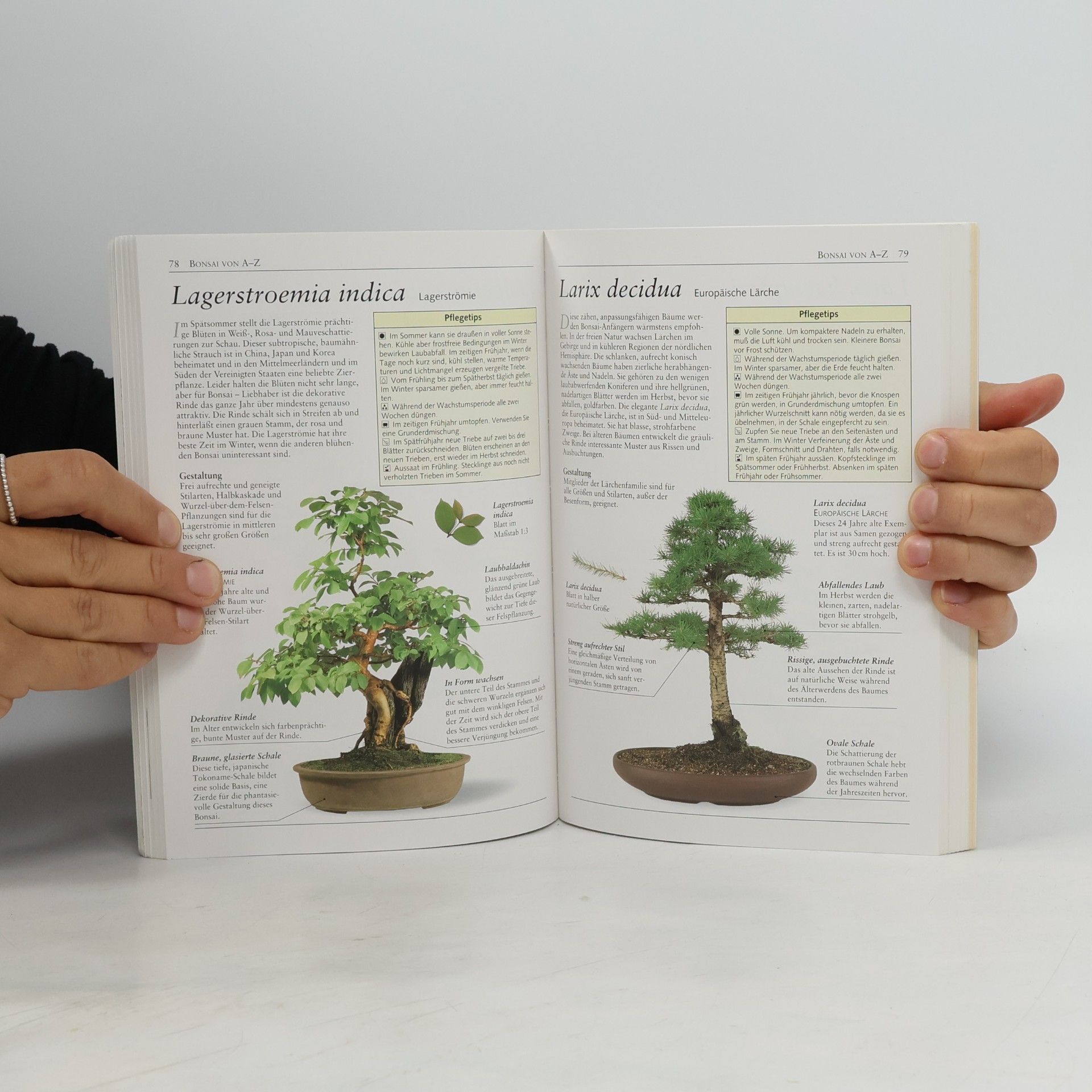 Harry Tomlinson Das BLV-Bonsai-Handbuch