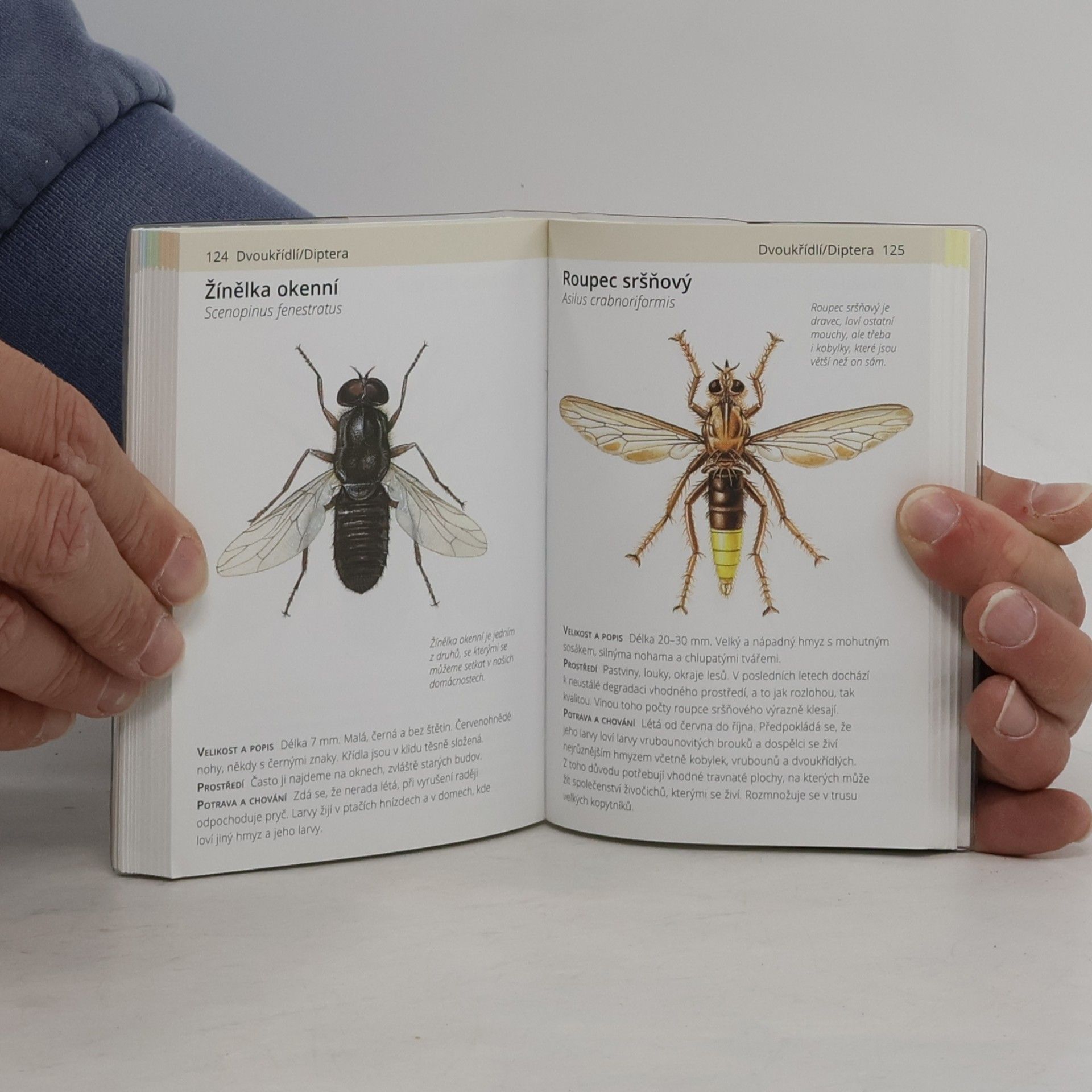 Autorenkollektiv Hmyz : příroda do kapsy