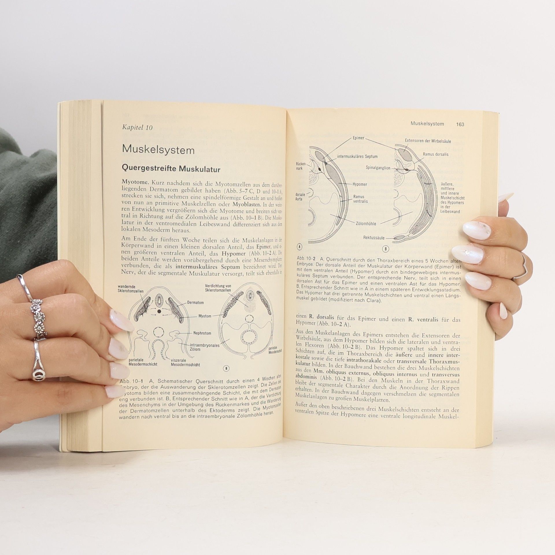 Jan Langman Medizinische Embryologie