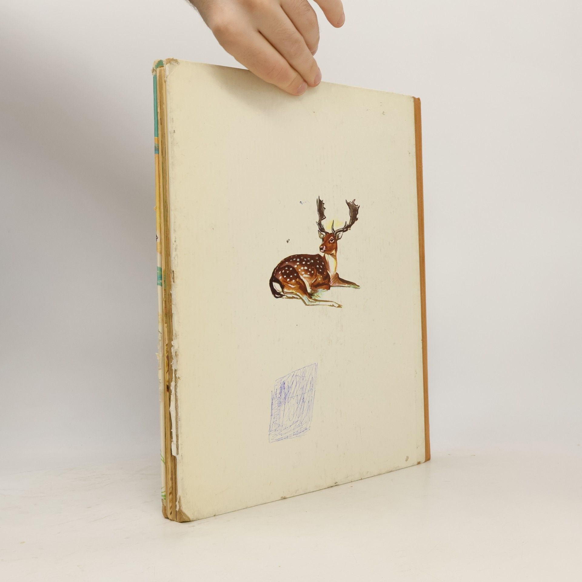 Kolektiv autorů Das bunte Reich der Tiere