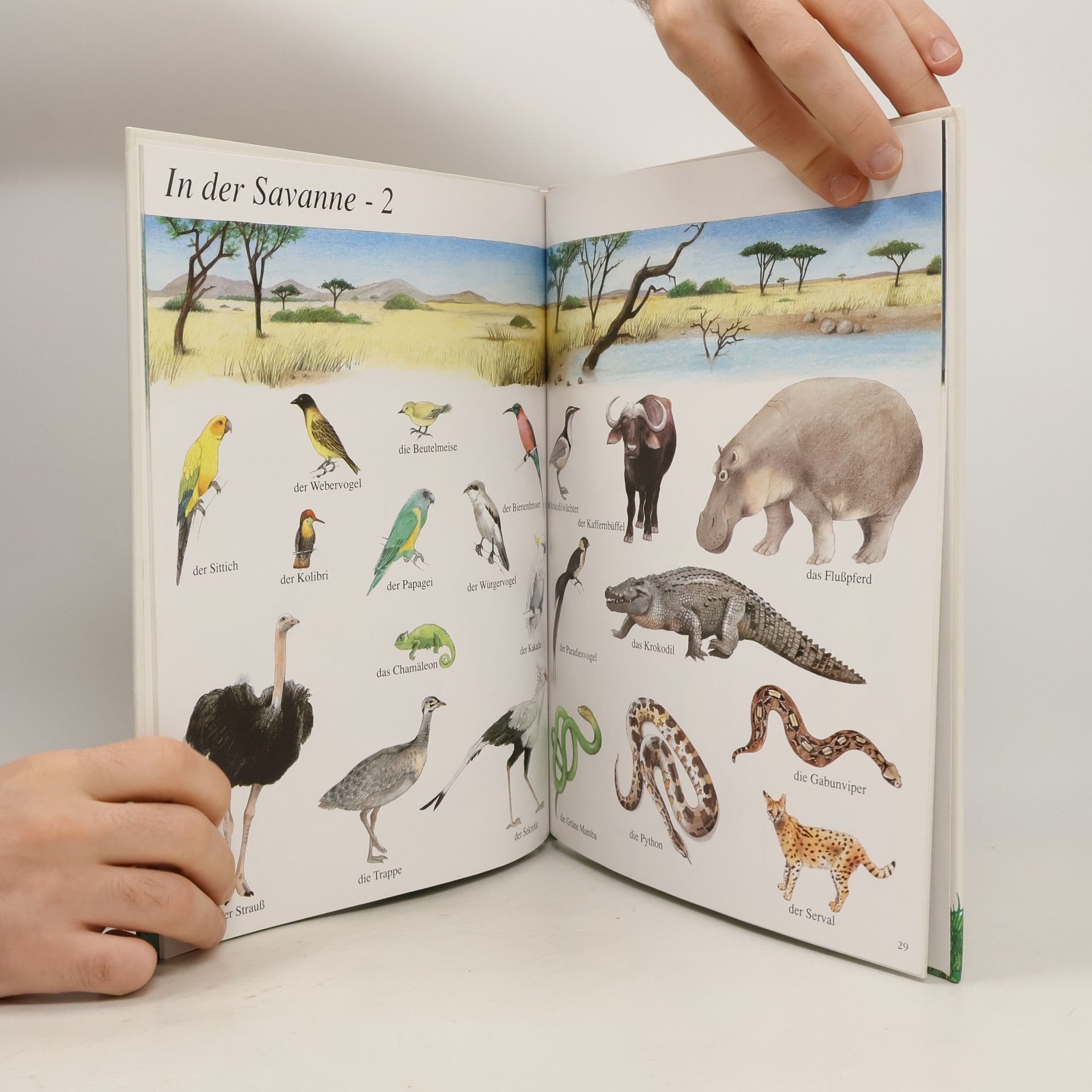 Myriam Deru Mein grosses Bilderbuch der Tiere