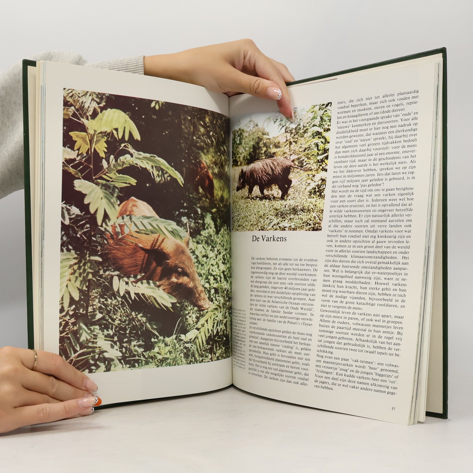 Collectif d'auteurs De Boeiende Dierenwereld