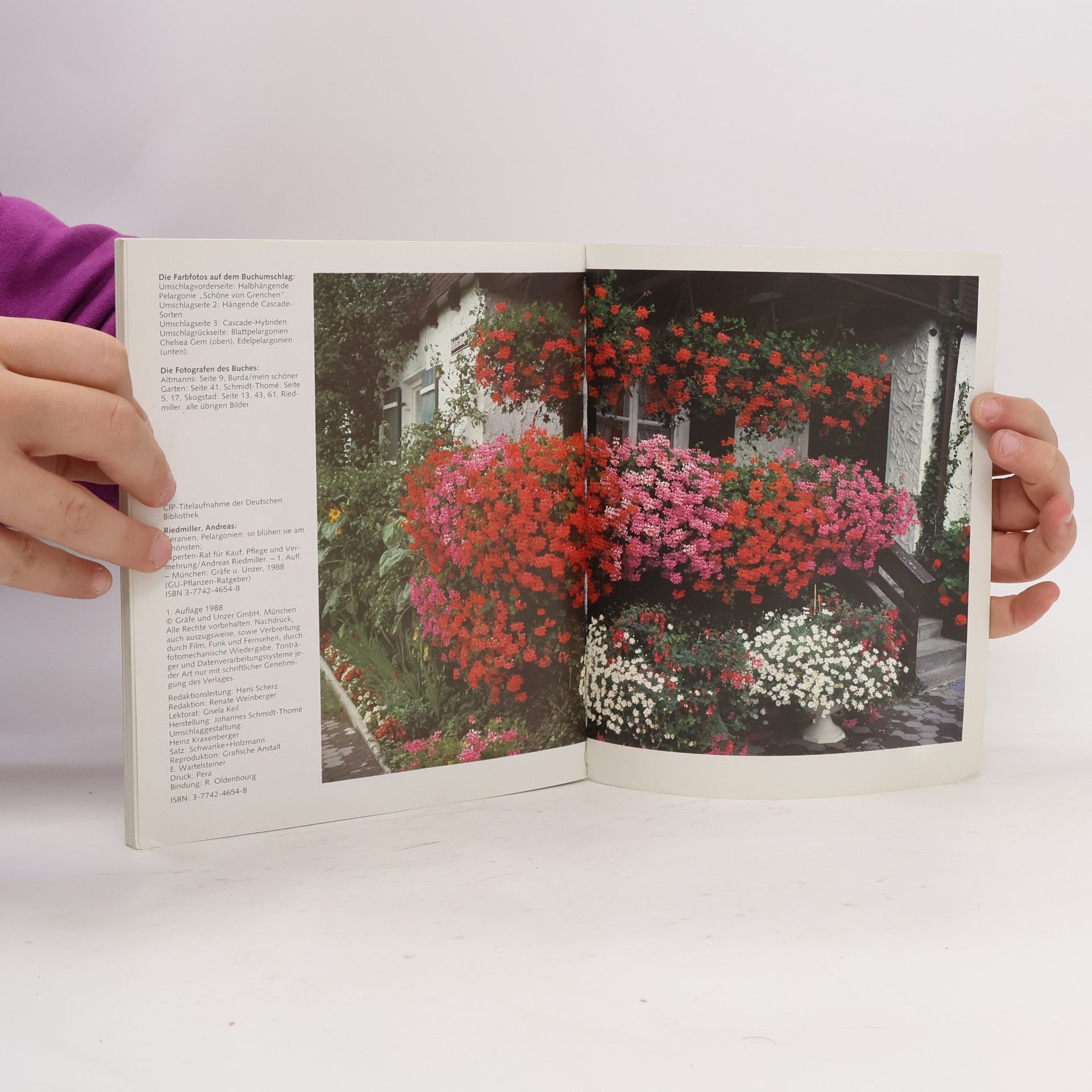 Andreas Riedmiller Geranien Pelargonien