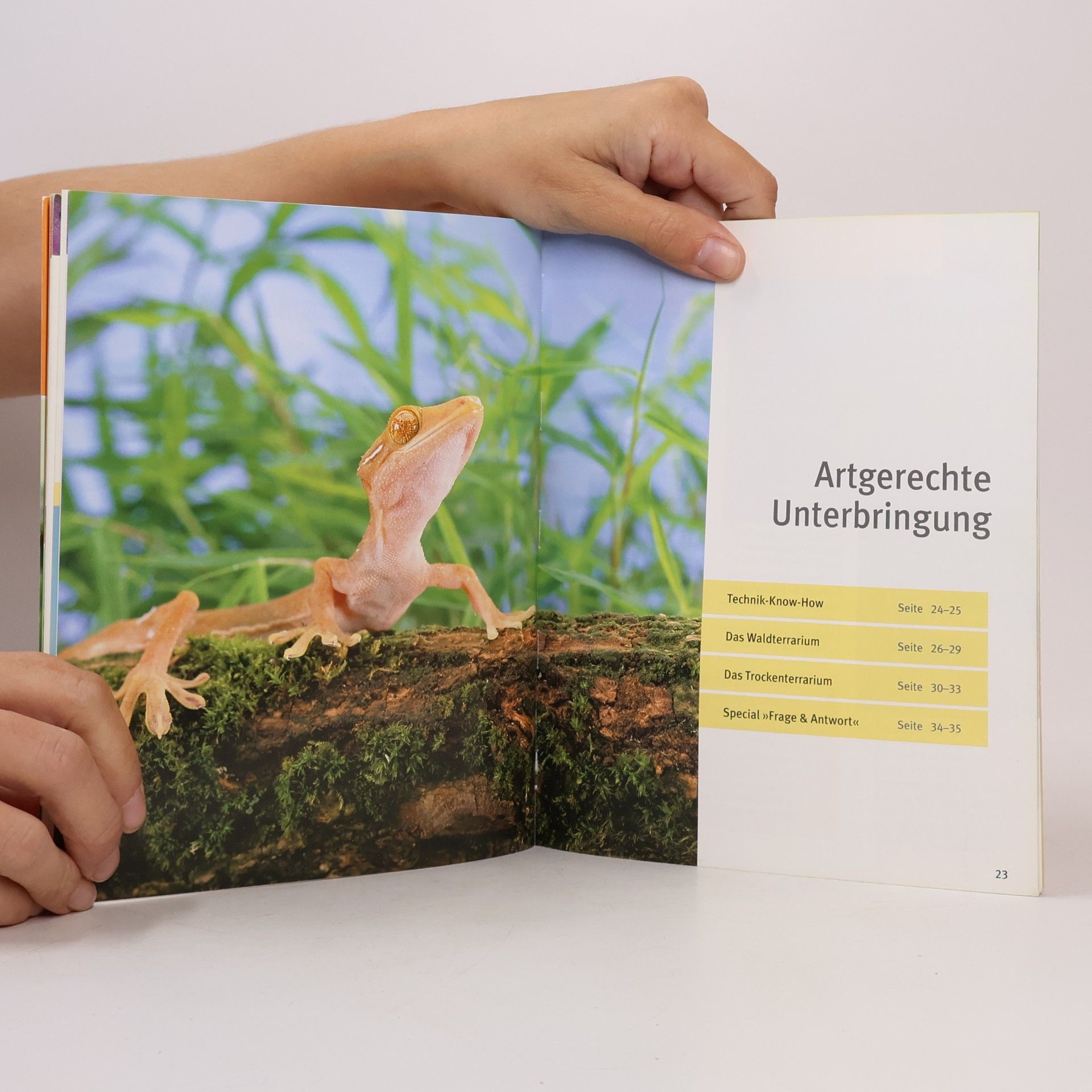 Herald Jes Geckos