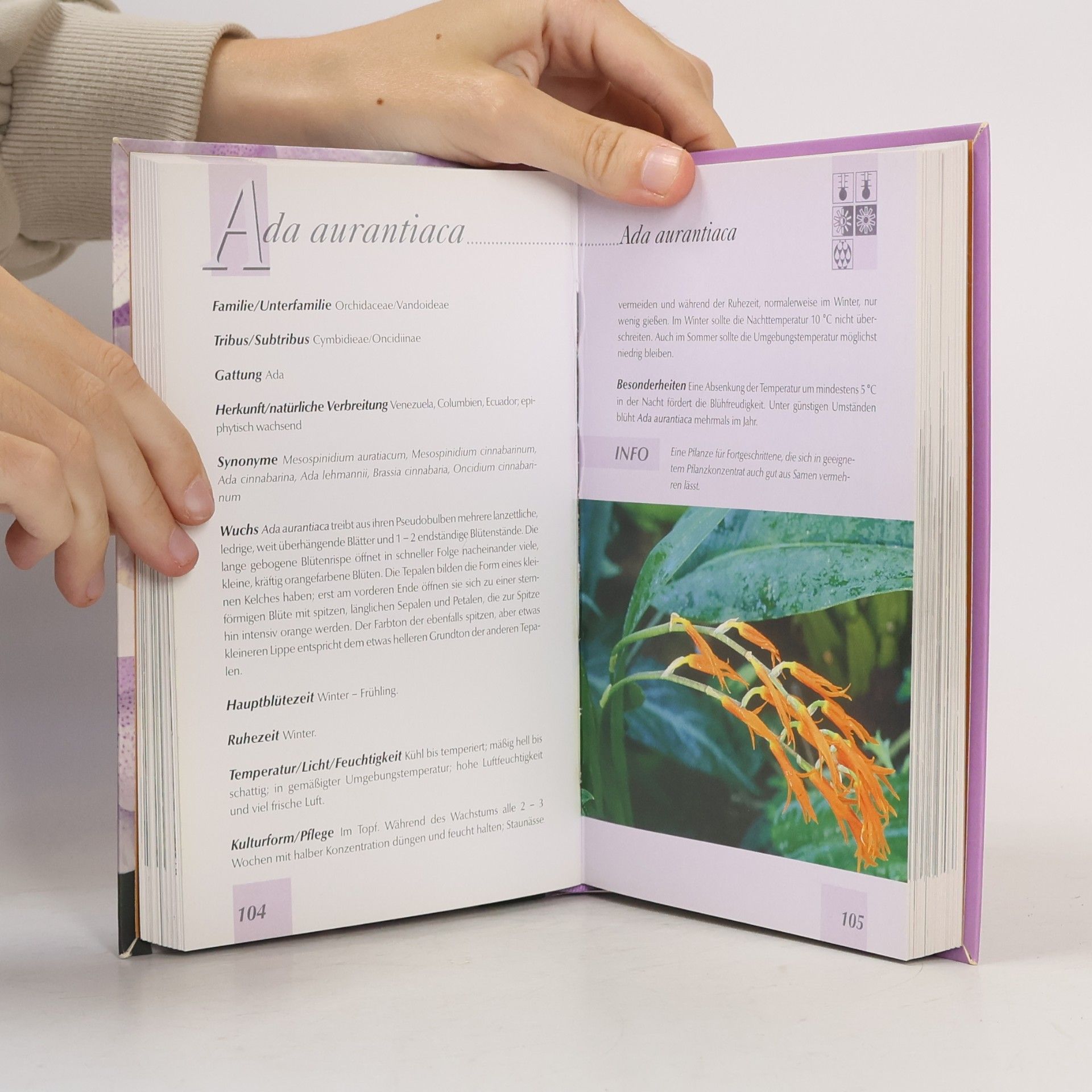 Kolektiv autorů Handbuch Orchideen