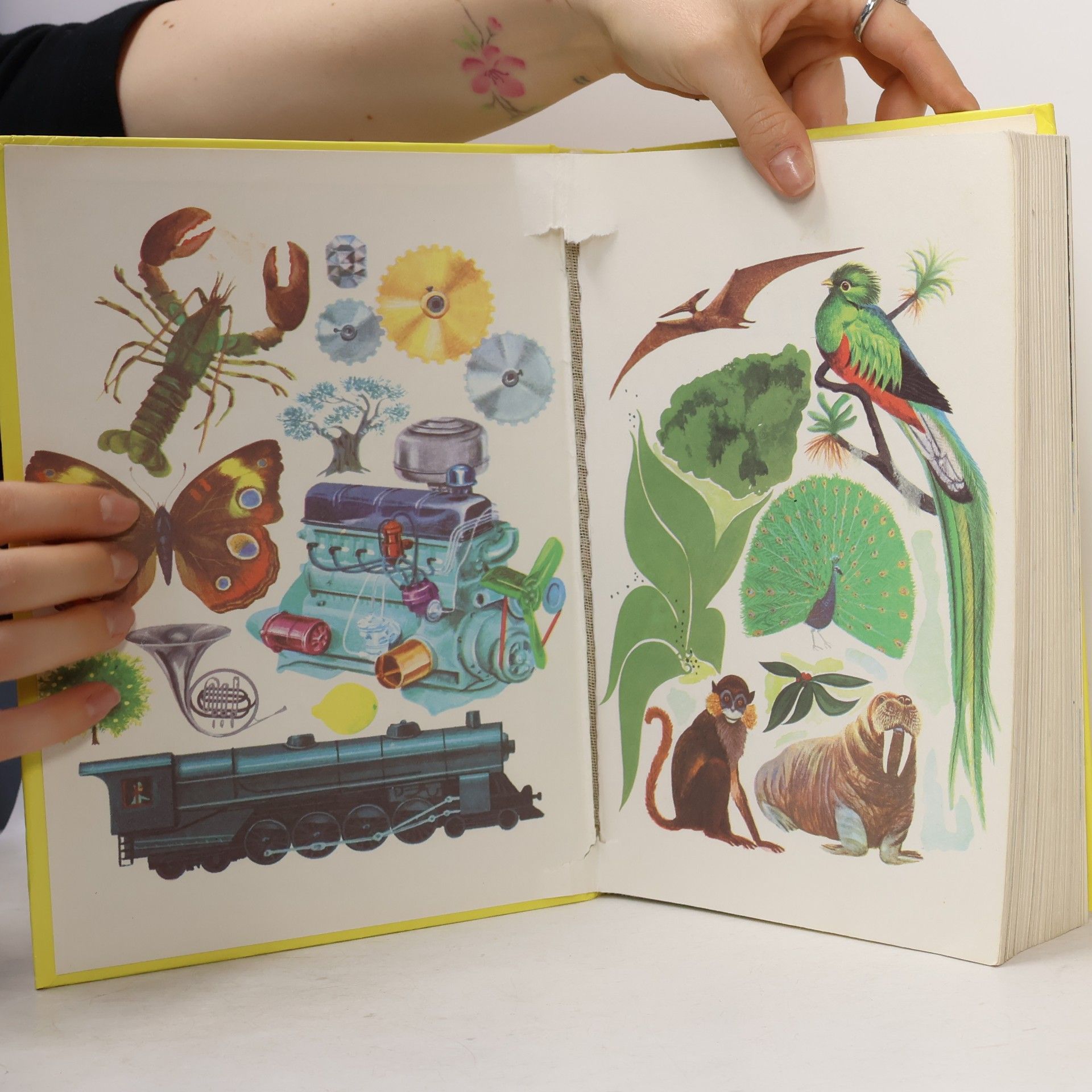 Autorenkollektiv Mein großes Kinderlexikon