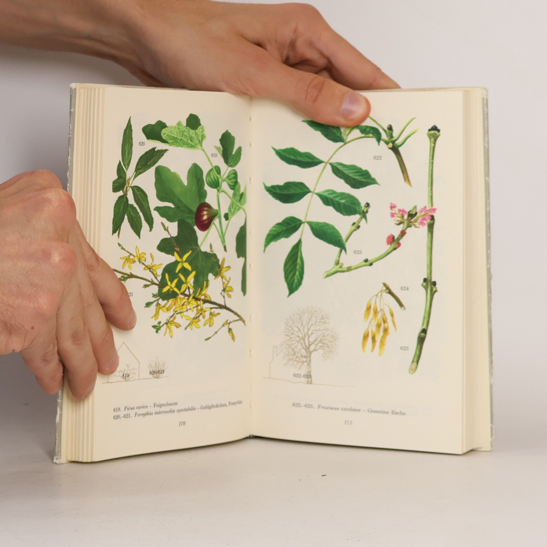 Horst Koehler Das bunte Blumenbuch