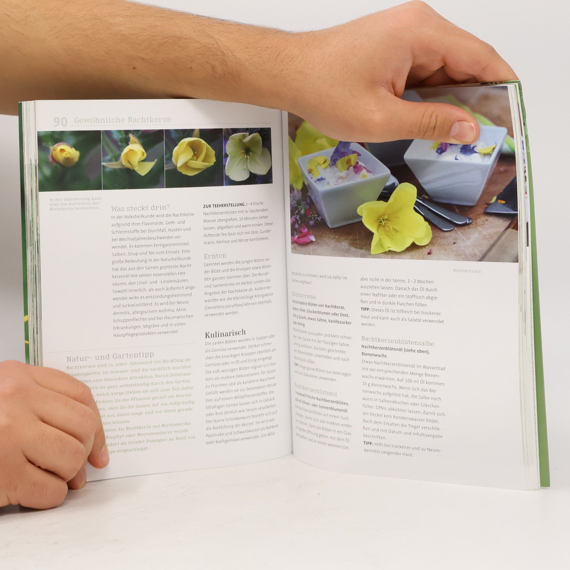 Monika Wurft Mein Wildkräuterbuch