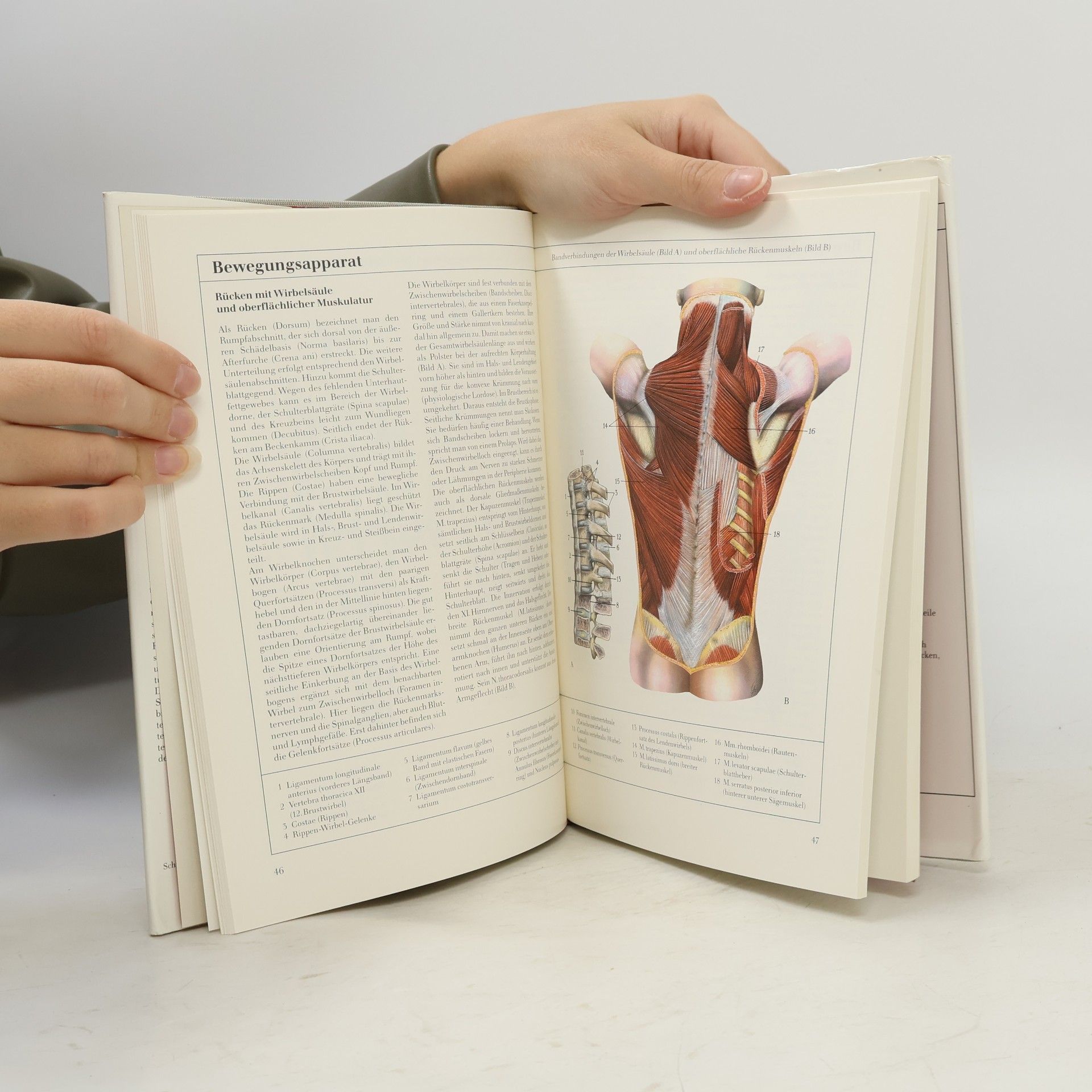 Johannes Staudt Funktionelle Anatomie und Histologie in Text und Bild