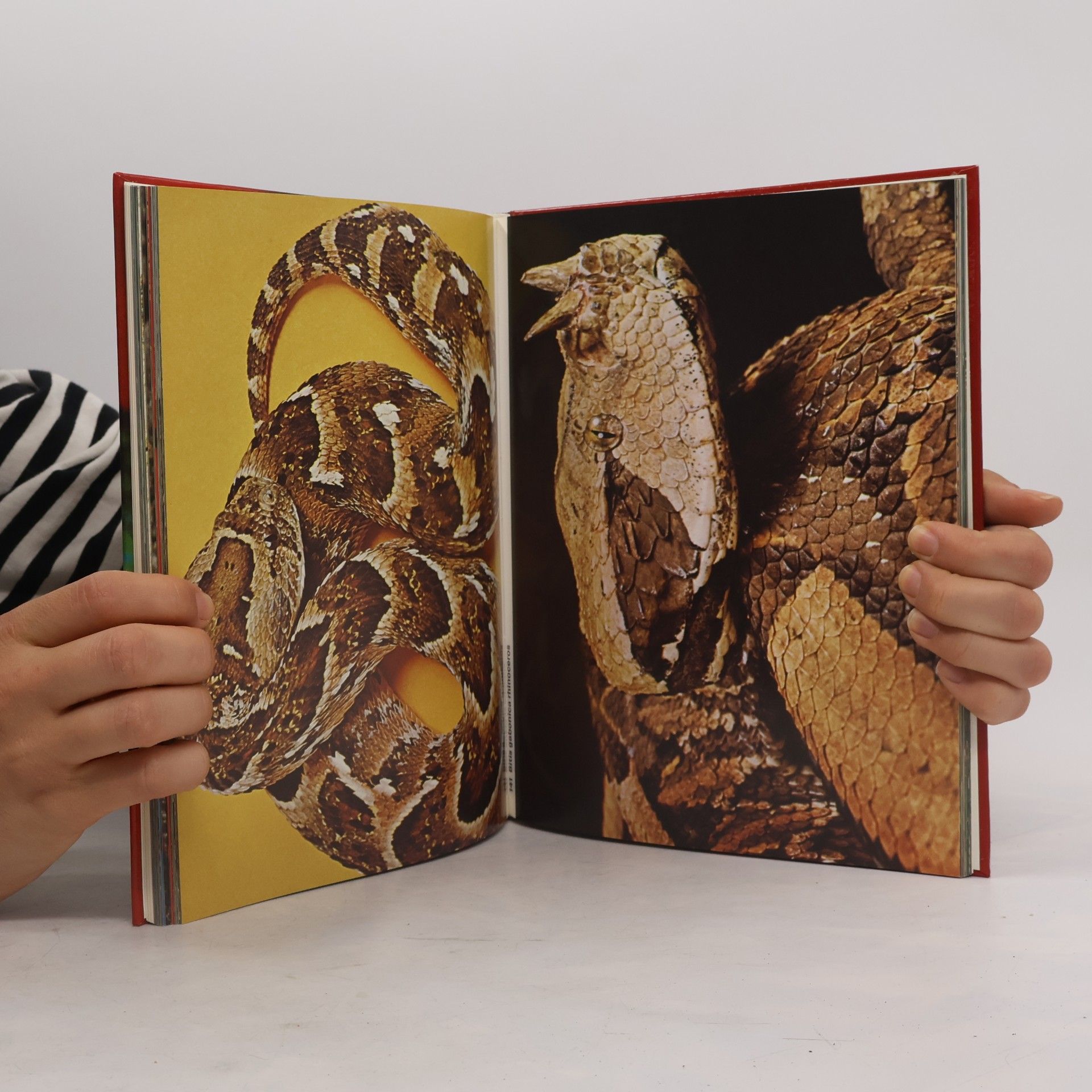 F. Kundert Fascination. Schlangen und Echsen. Serpents et lezards. Snakes and lizards
