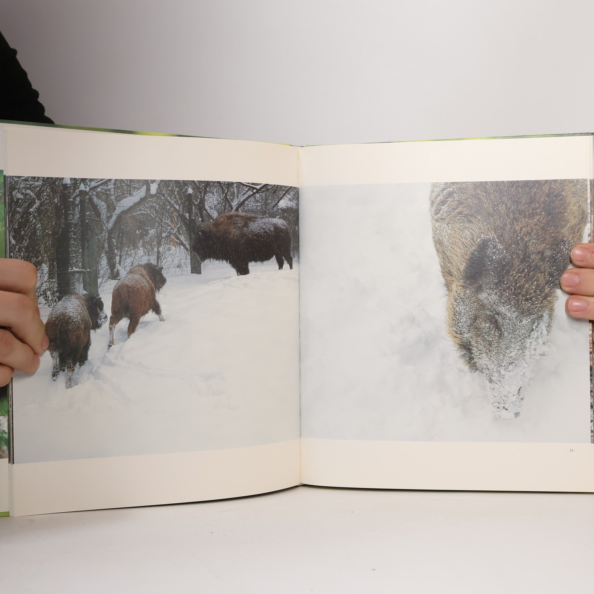 Various authors Zoo Basel 1-2
