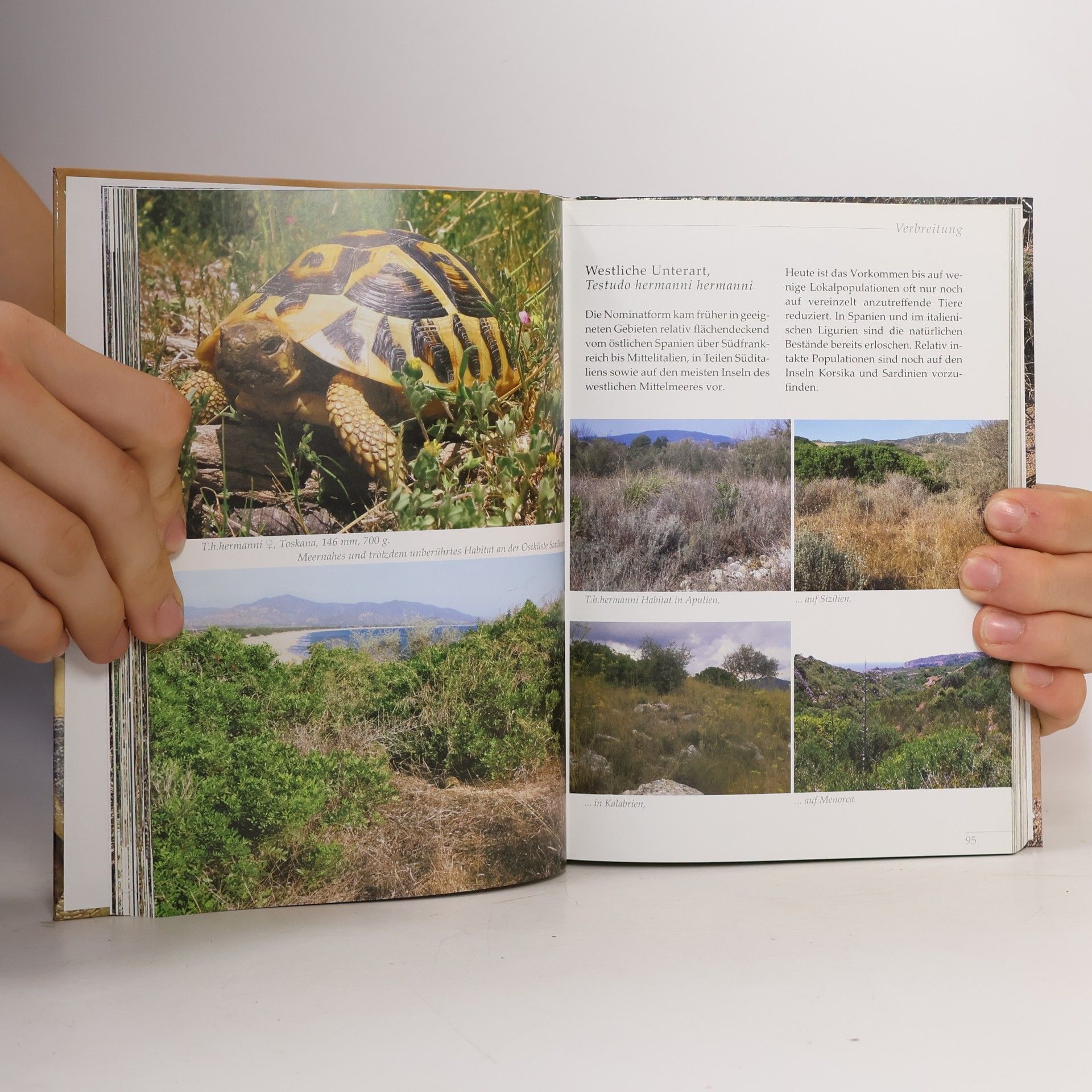 Wolfgang Wegehaupt Natürliche Haltung und Zucht der Griechischen Landschildkröte