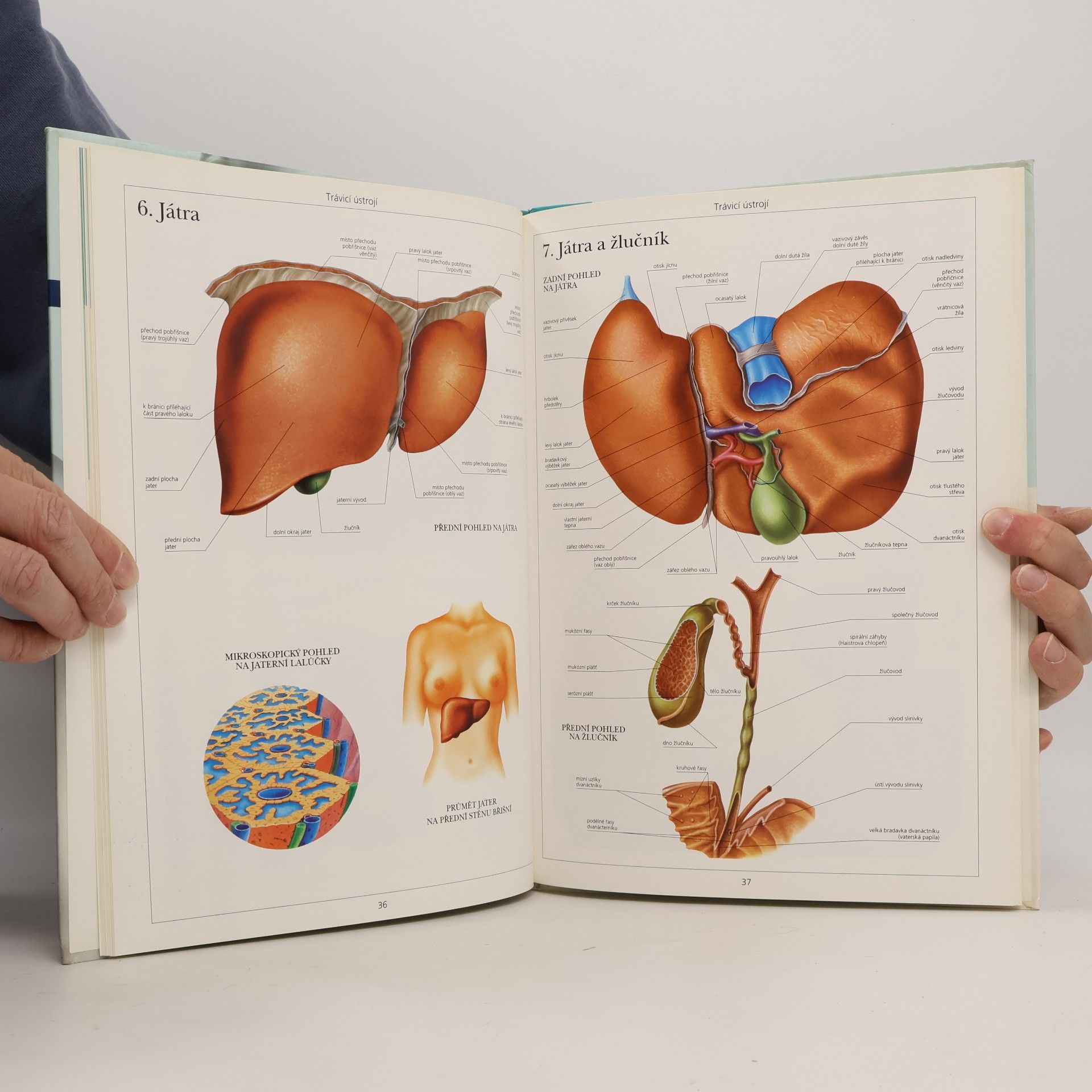 Magdalena Pechová Atlas anatomie