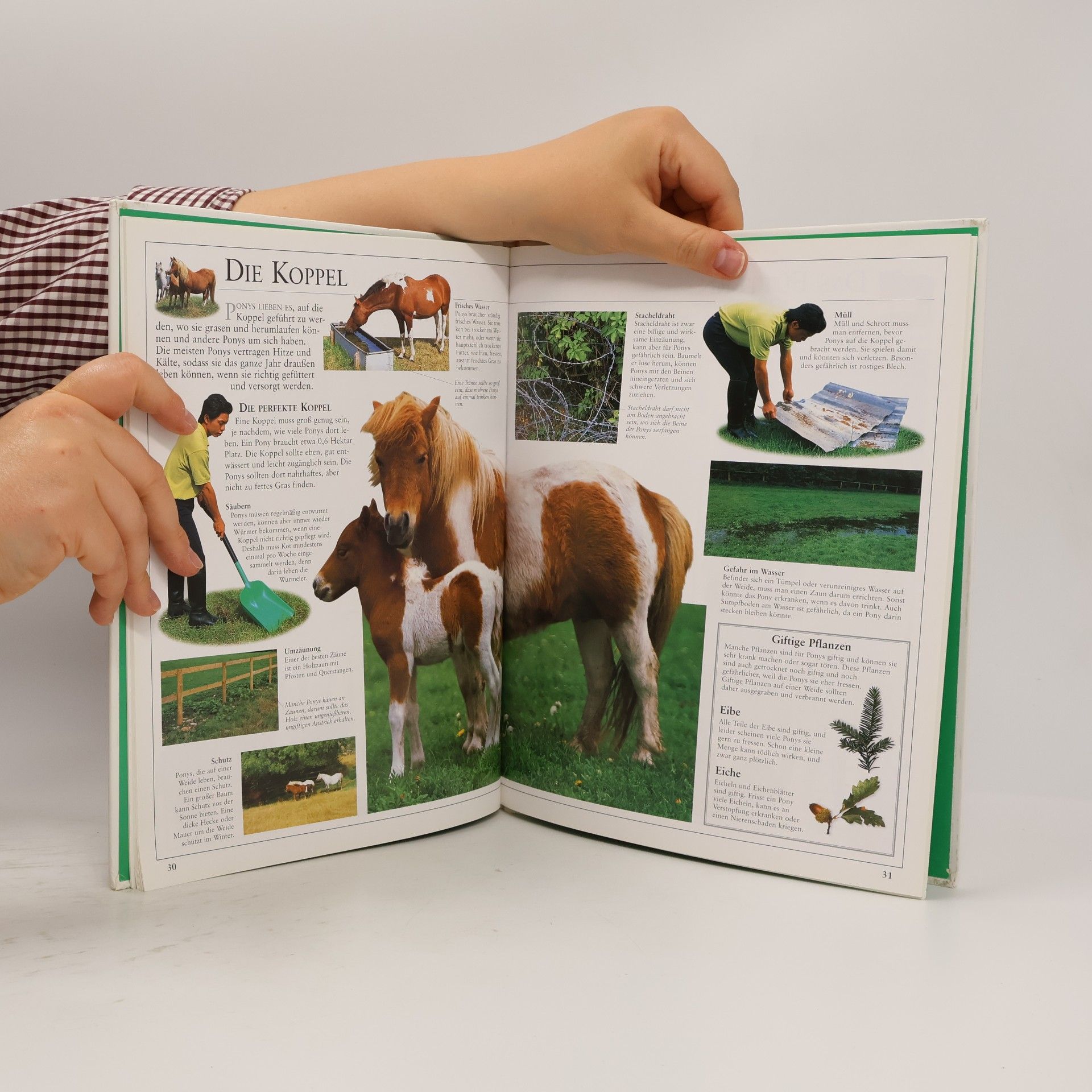 Louise Pritchard Ponys