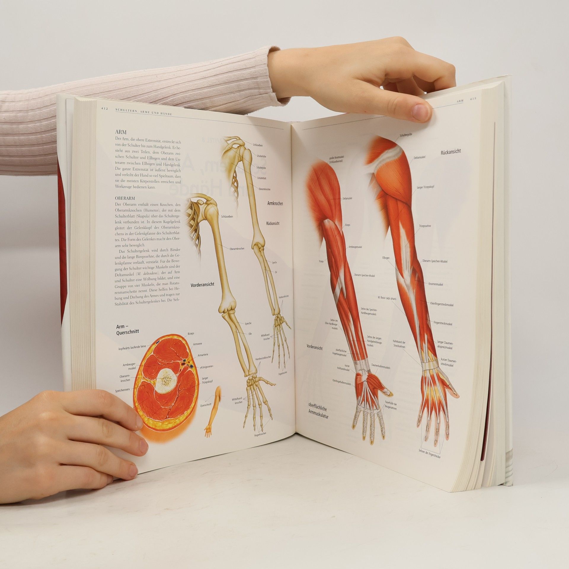 Gordon Cheers Anatomica