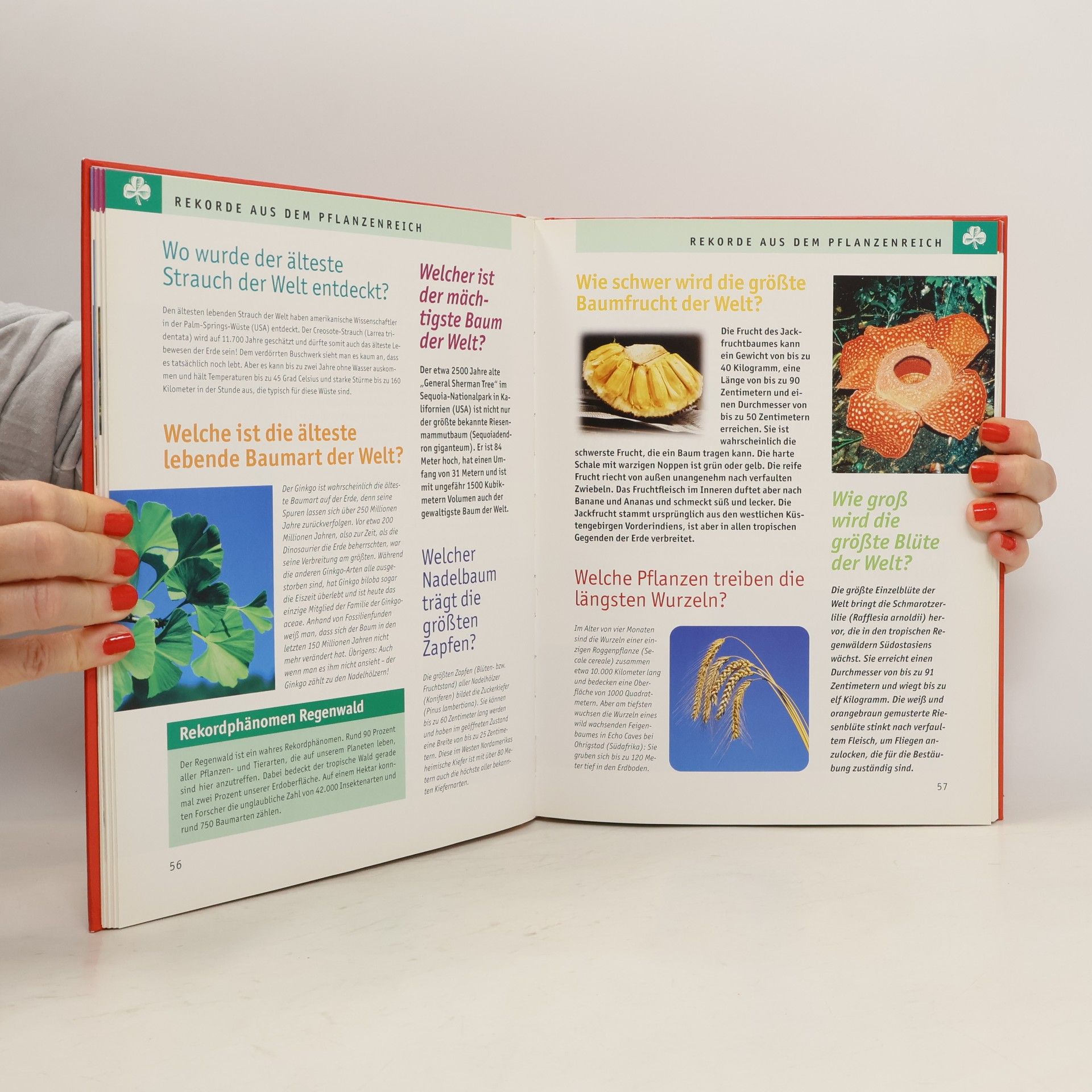 Birgit Brauburger Das große Buch der 555 Rekorde