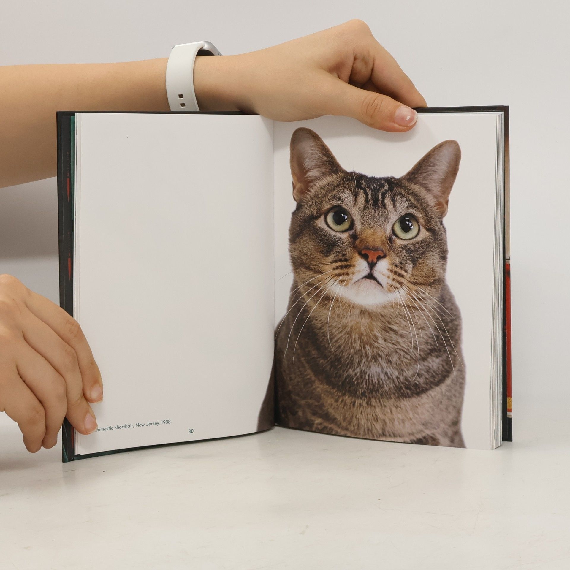 Susan Michals Cats
