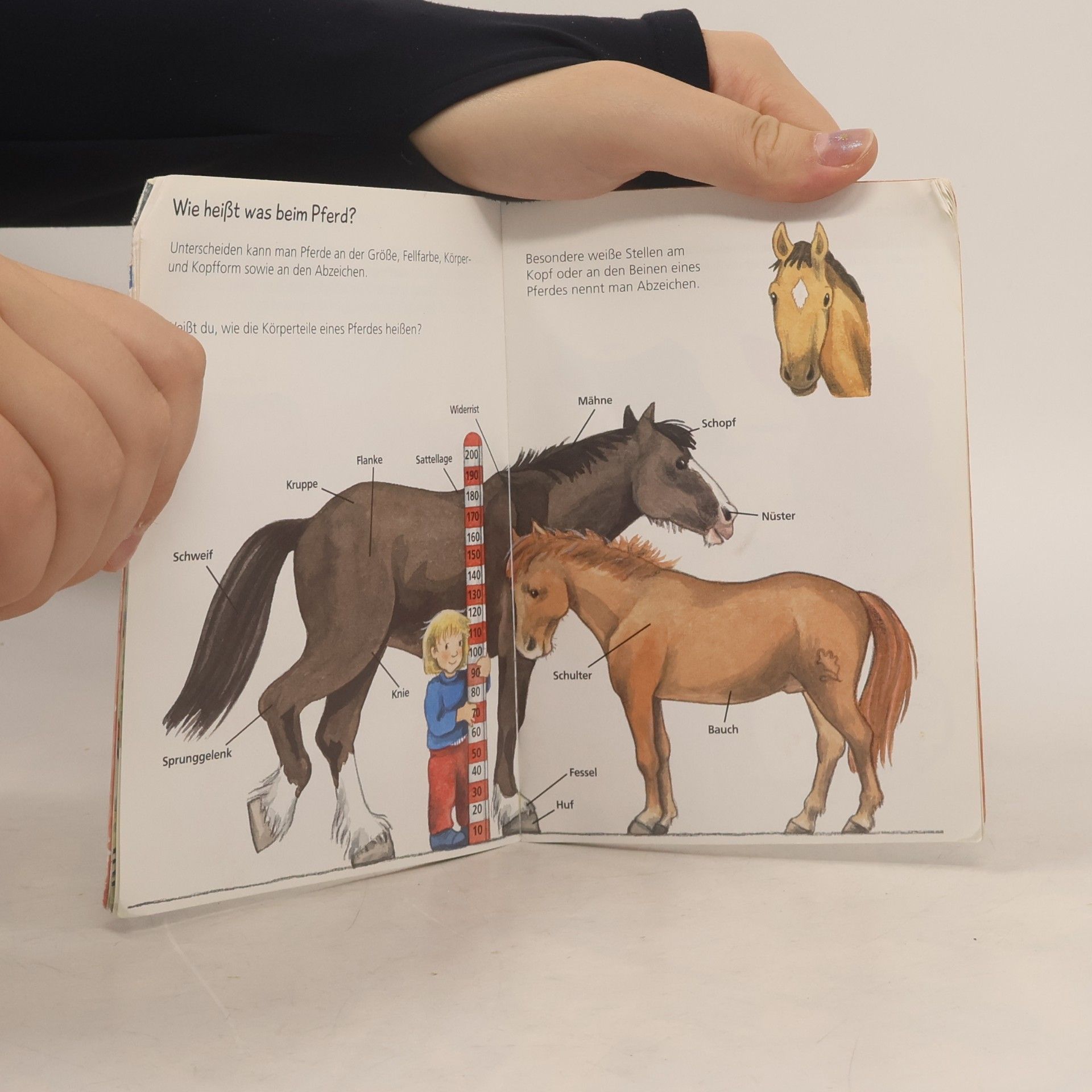 Irmgard Eberhard Pferde und Ponys