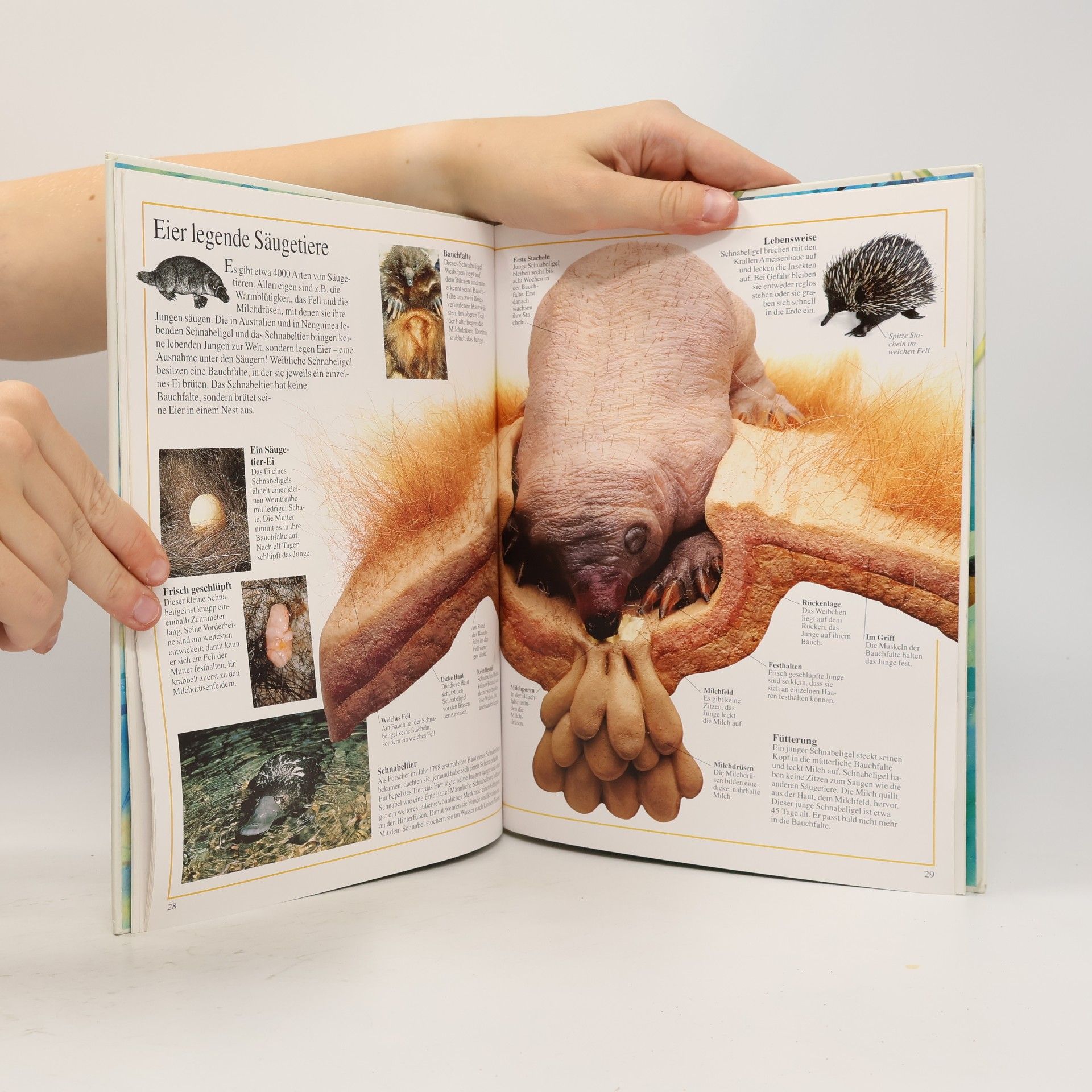 David Burnie Fortpflanzung der Tiere