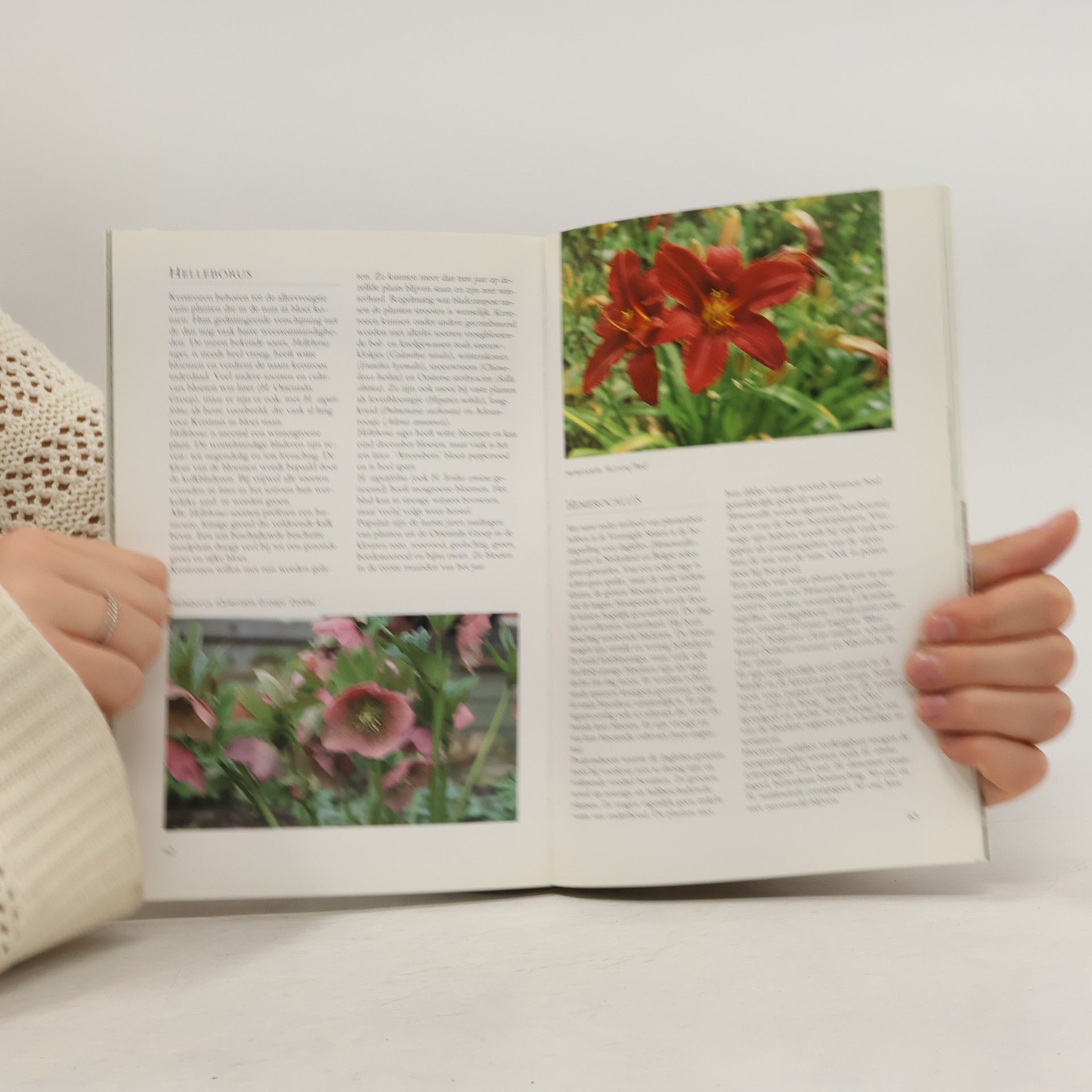 OUDSHOORN MOOISTE VASTE PLANTEN