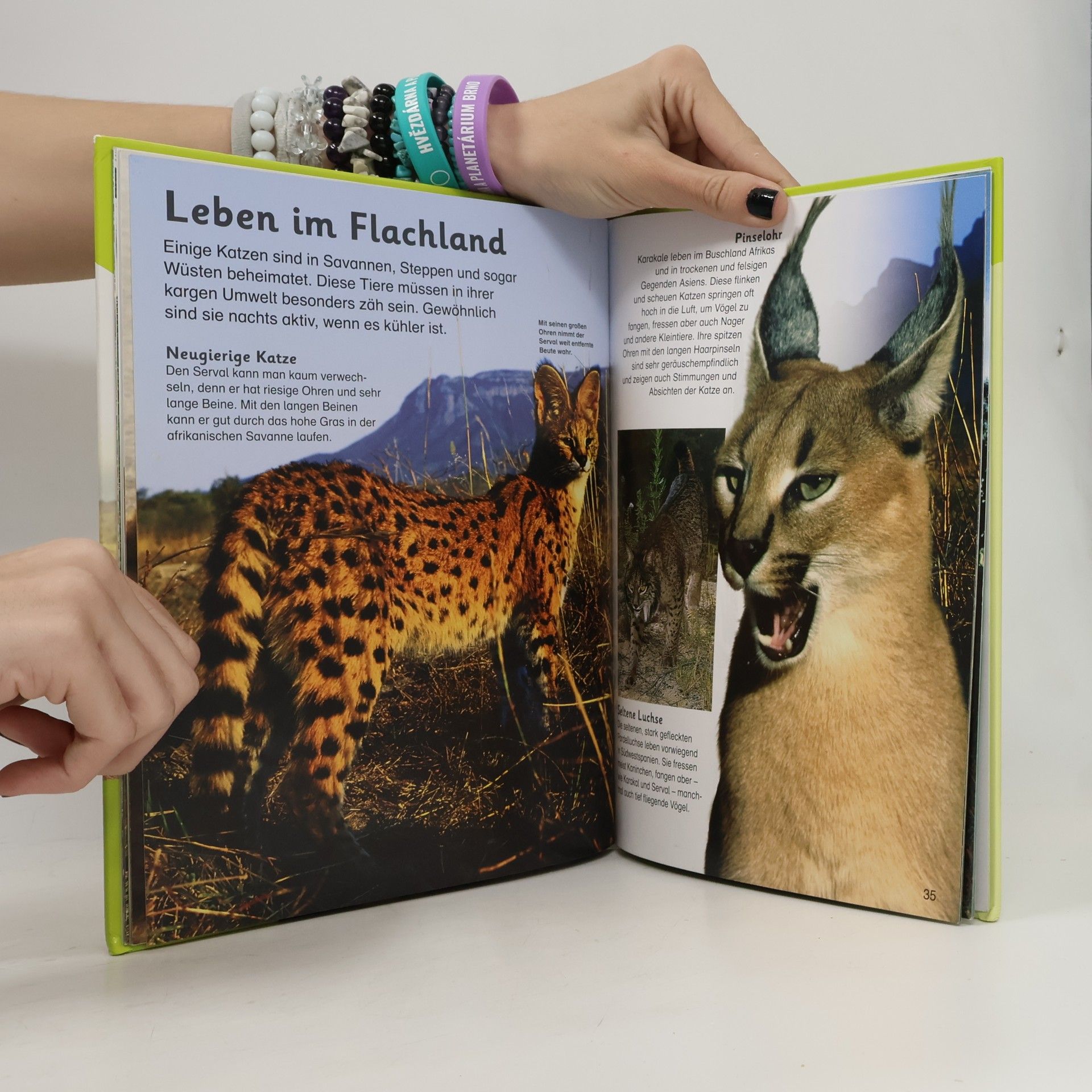 Sarah Walker Große Raubkatzen