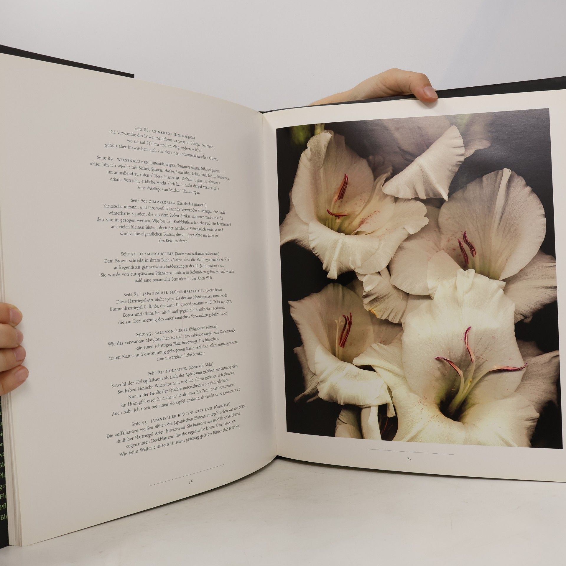 Harold Feinstein Flowers