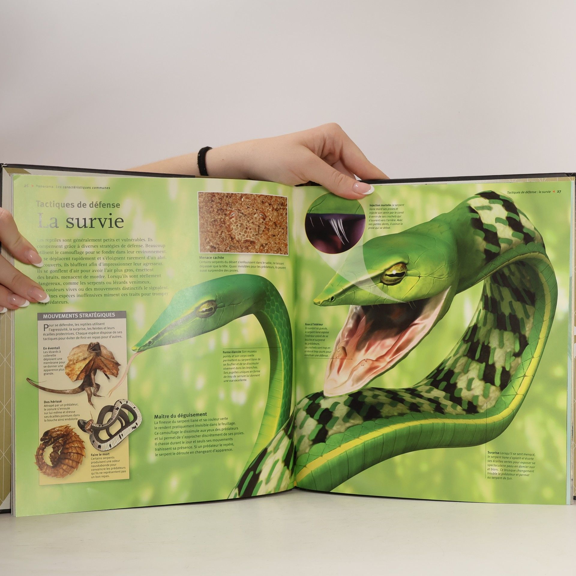 Mark Hutchinson Les Reptiles