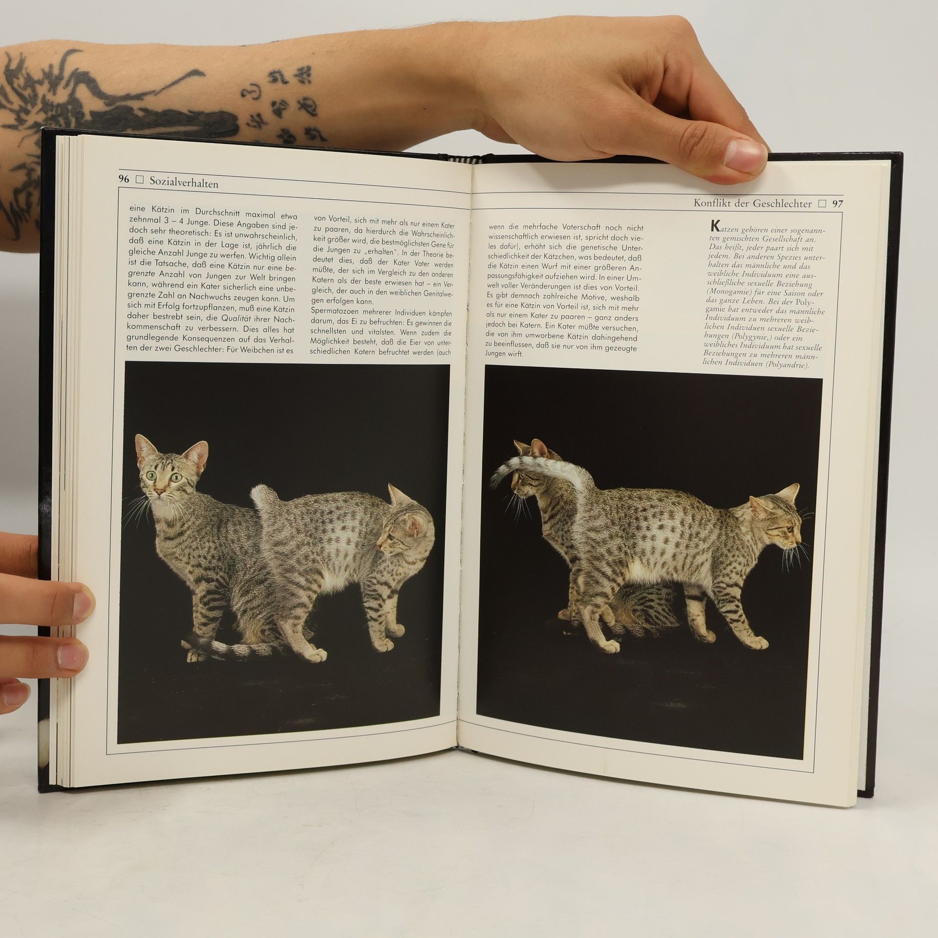Eugenia Natoli Wir Katzen