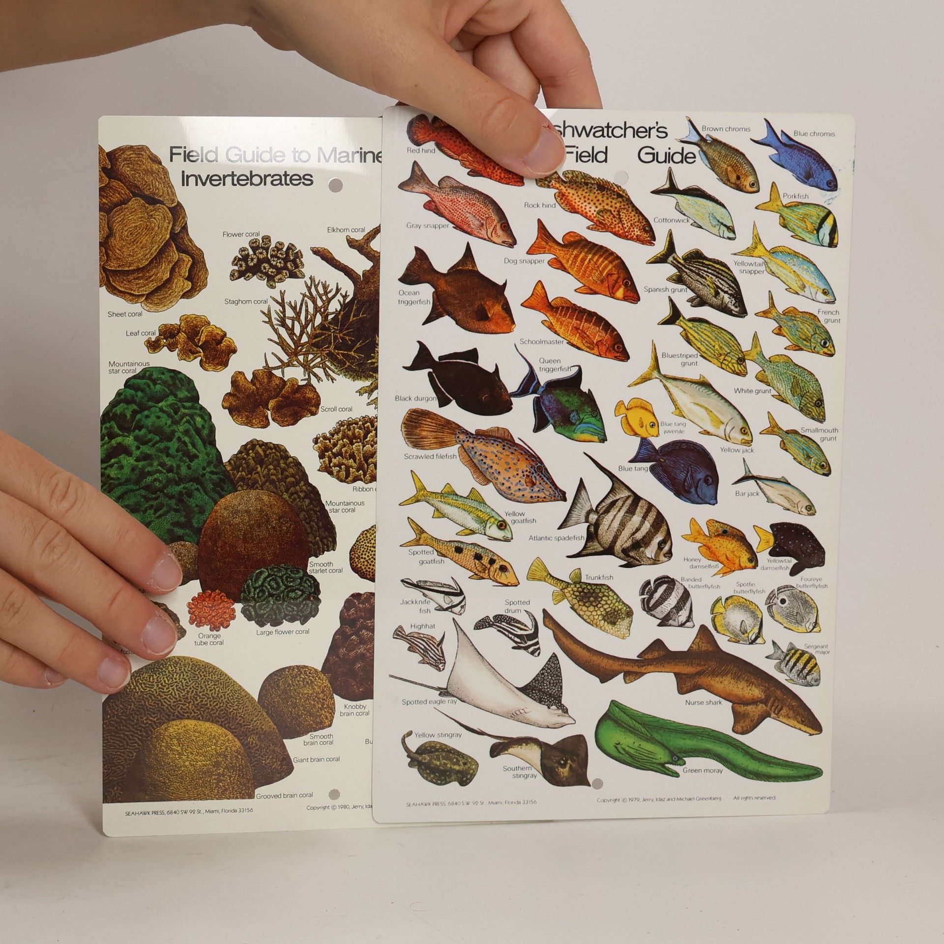 Idaz Greenberg Waterproof Guide to Corals and Fishes of Florida, the Bahamas, and the Caribbean