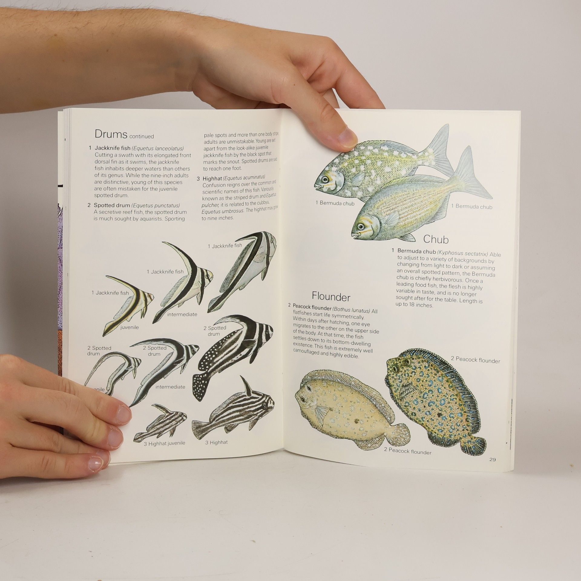Idaz Greenberg Waterproof Guide to Corals and Fishes of Florida, the Bahamas, and the Caribbean