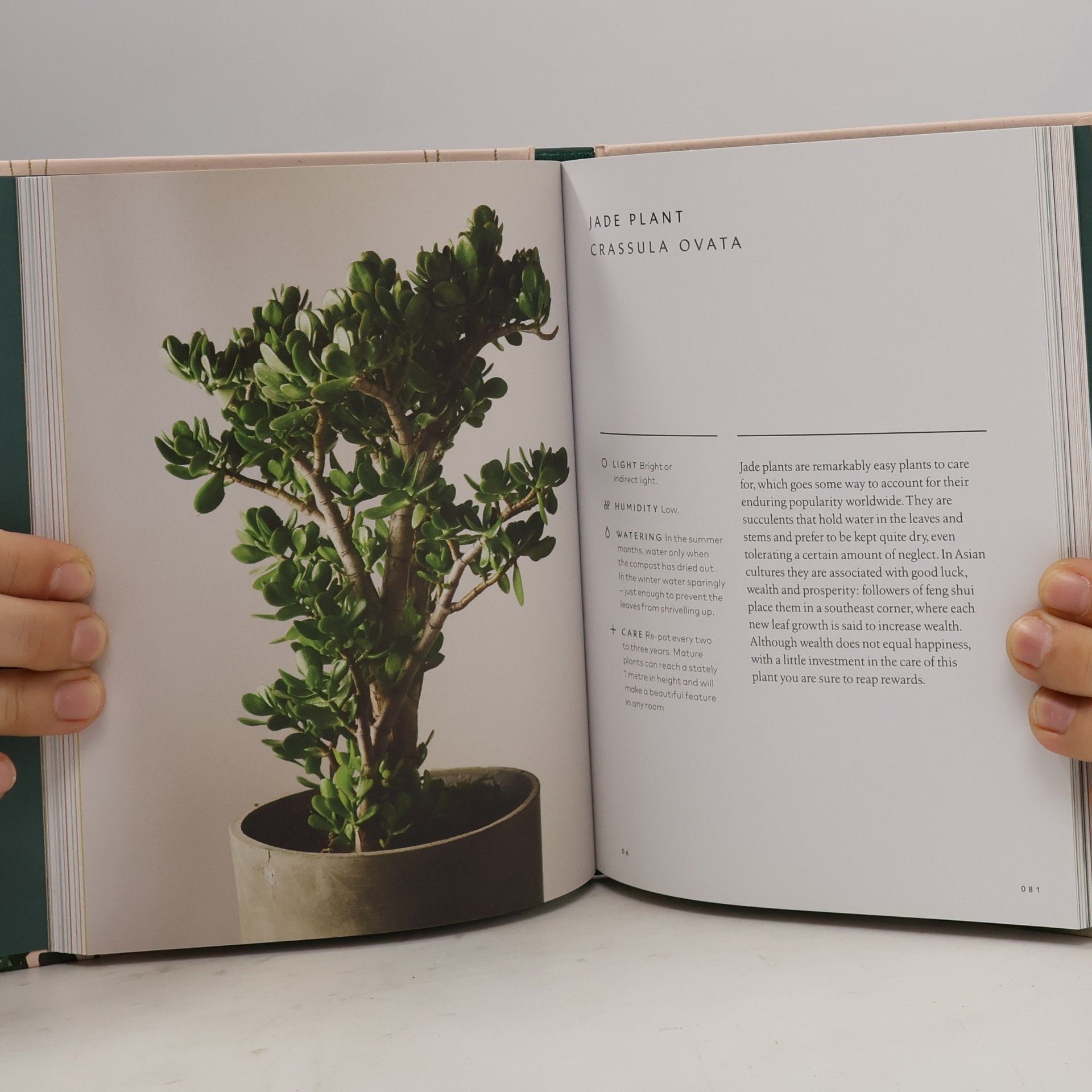 Fran Bailey The Healing Power of Plants