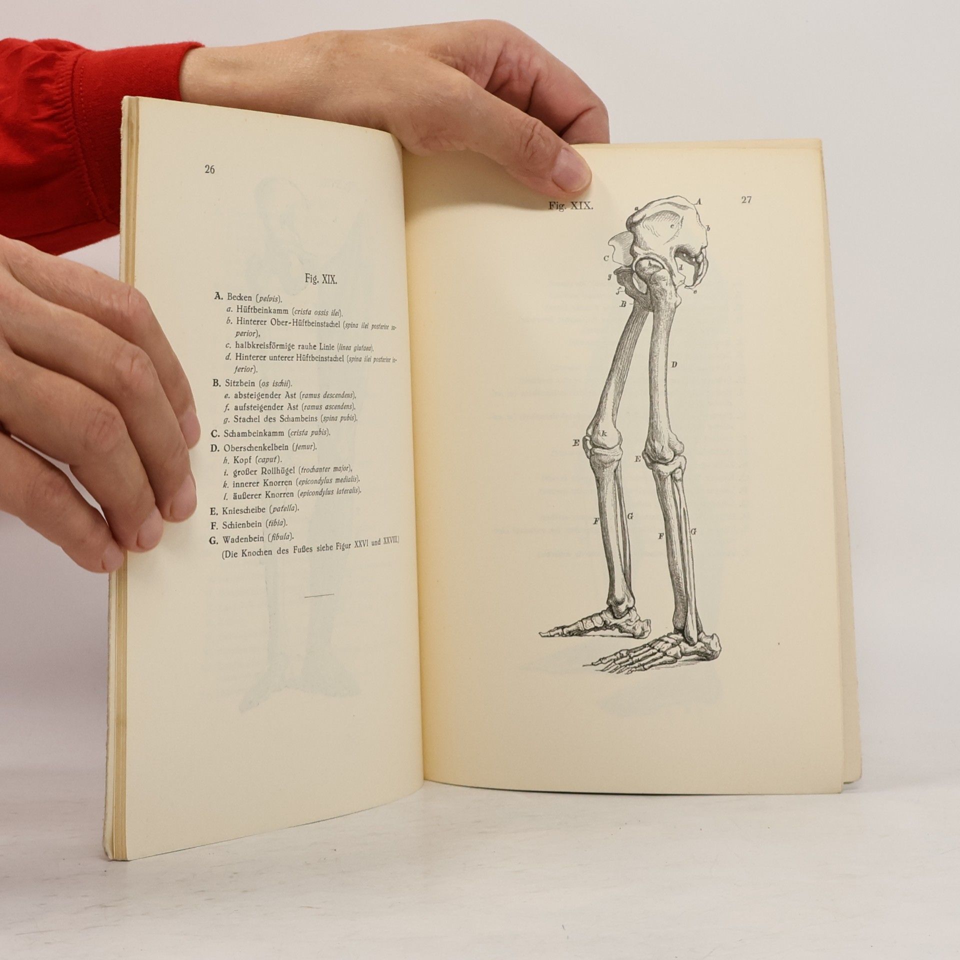 Dr. A. Von Zahn Anatomisches Taschenbüchlein