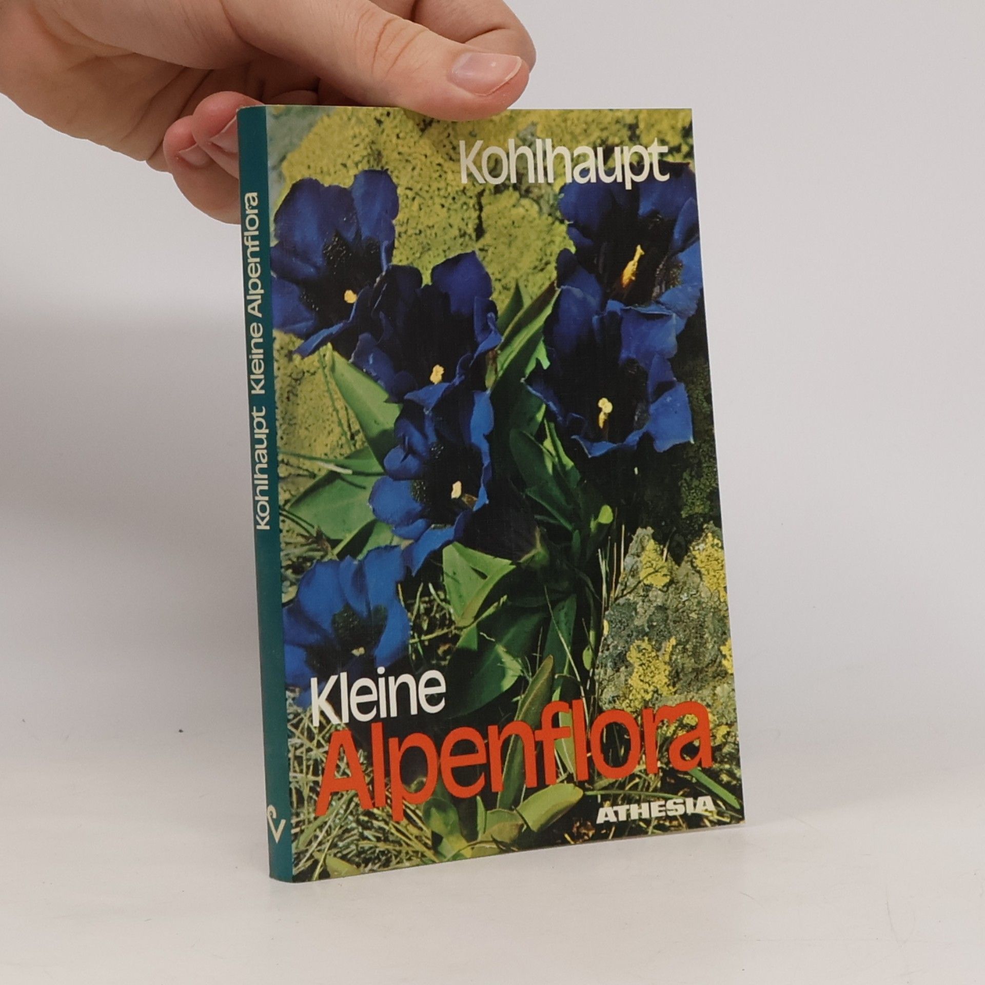 Paula Kohlhaupt Kleine Alpenflora