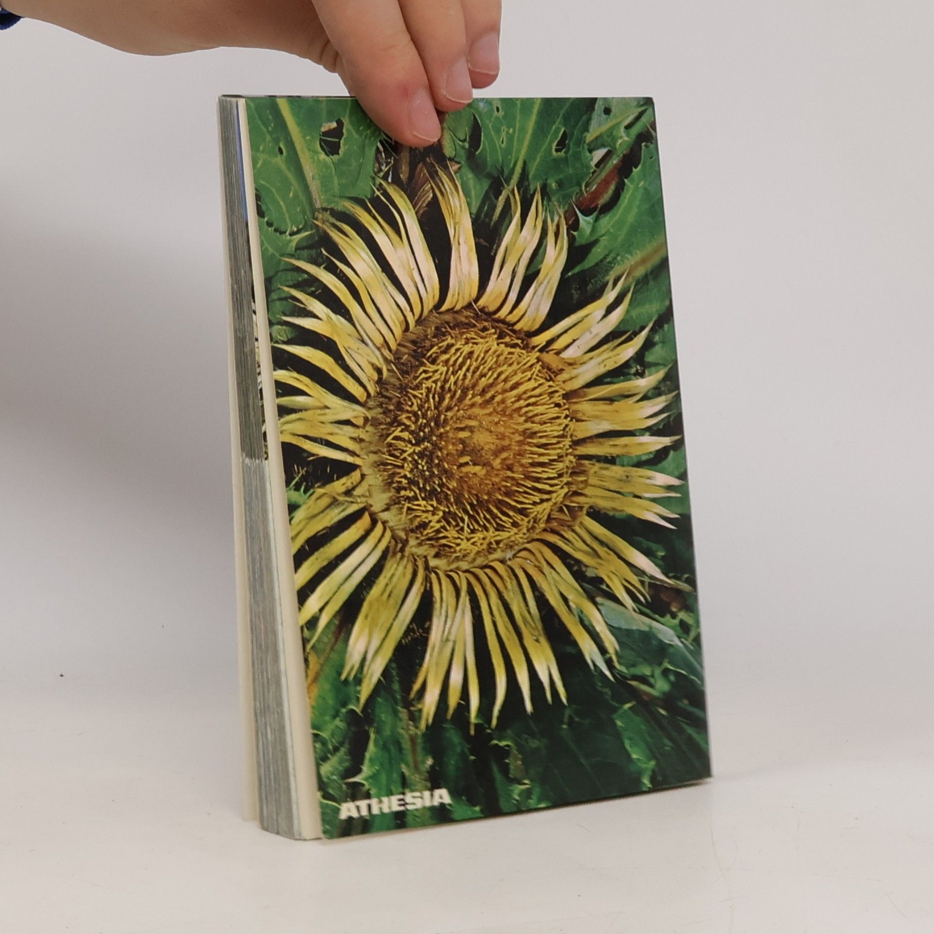 Paula Kohlhaupt Kleine Alpenflora