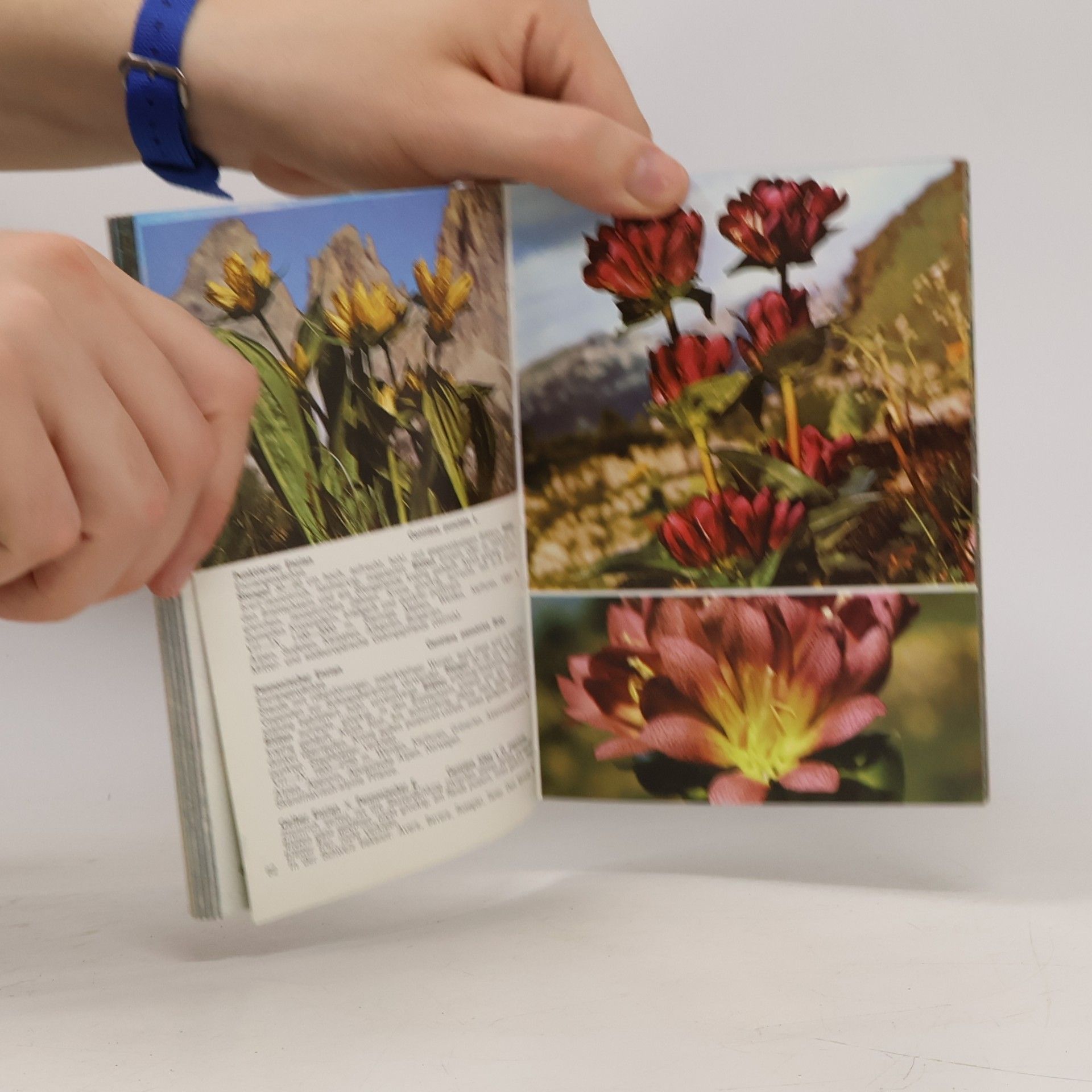 Paula Kohlhaupt Kleine Alpenflora