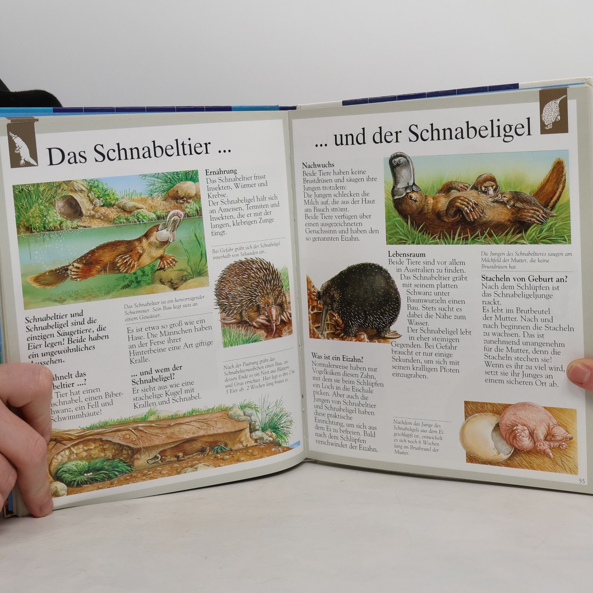 kolektiv Magica Tiere