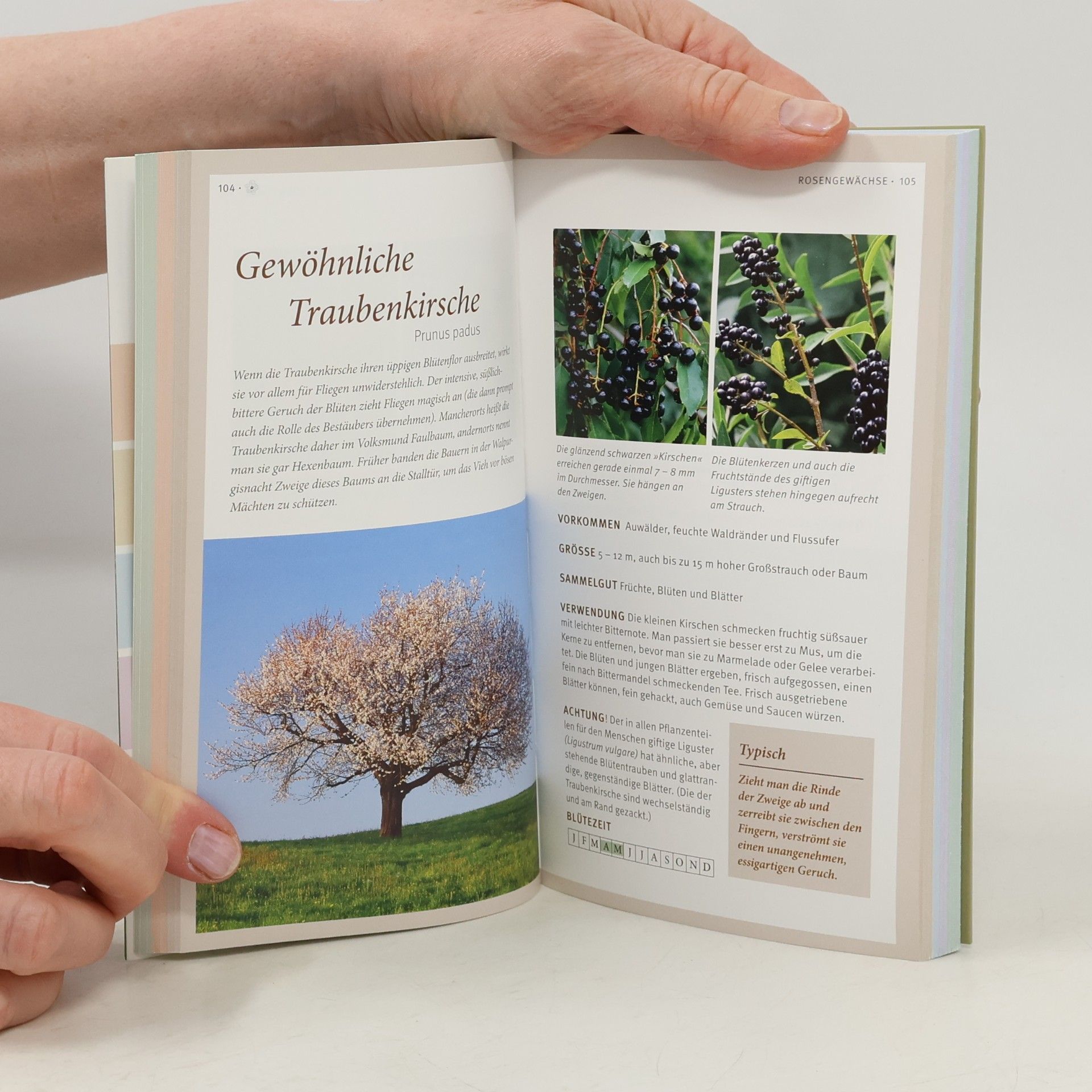 Kessler Wildkräuter und Beeren