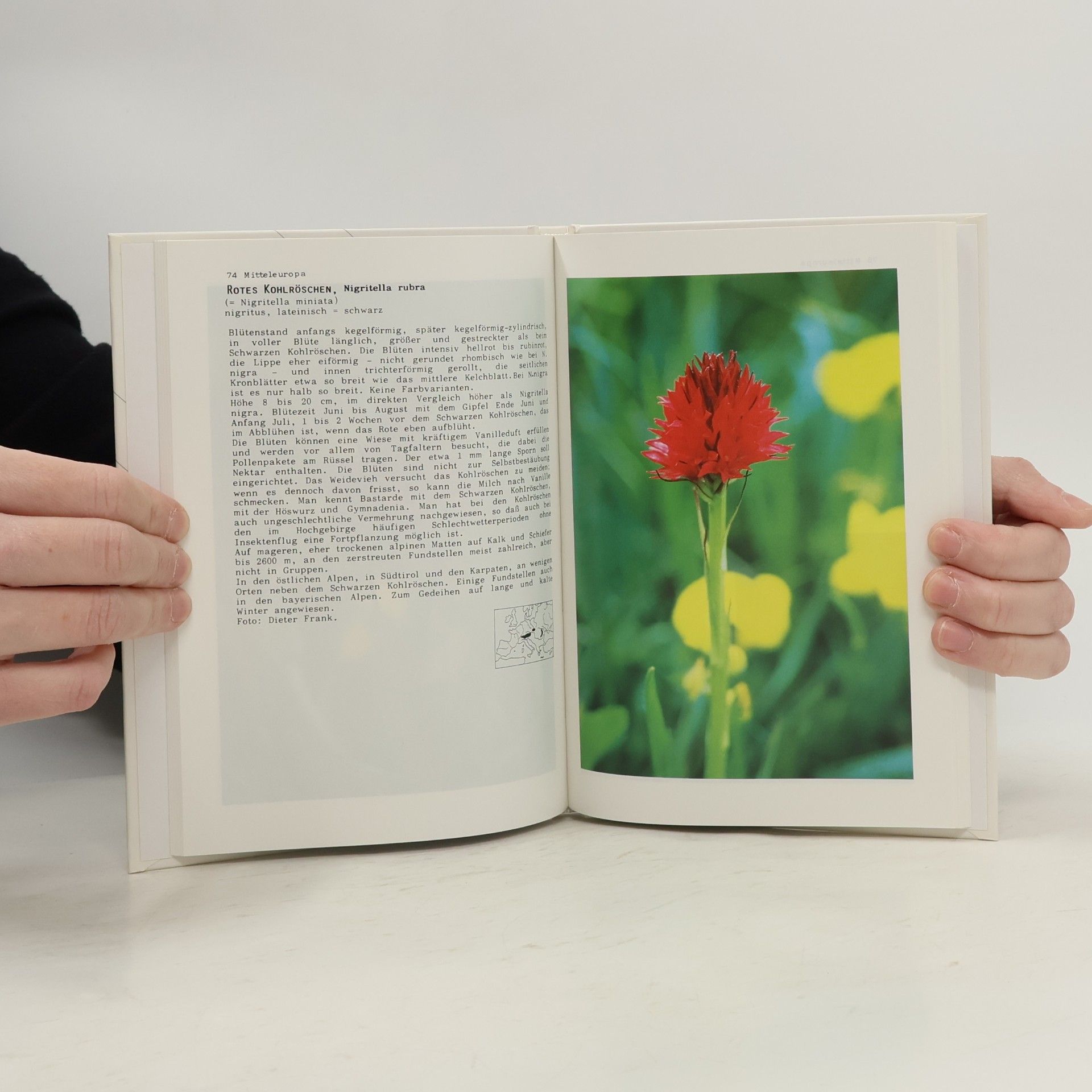 Frieder Sauer Orchideen Europas