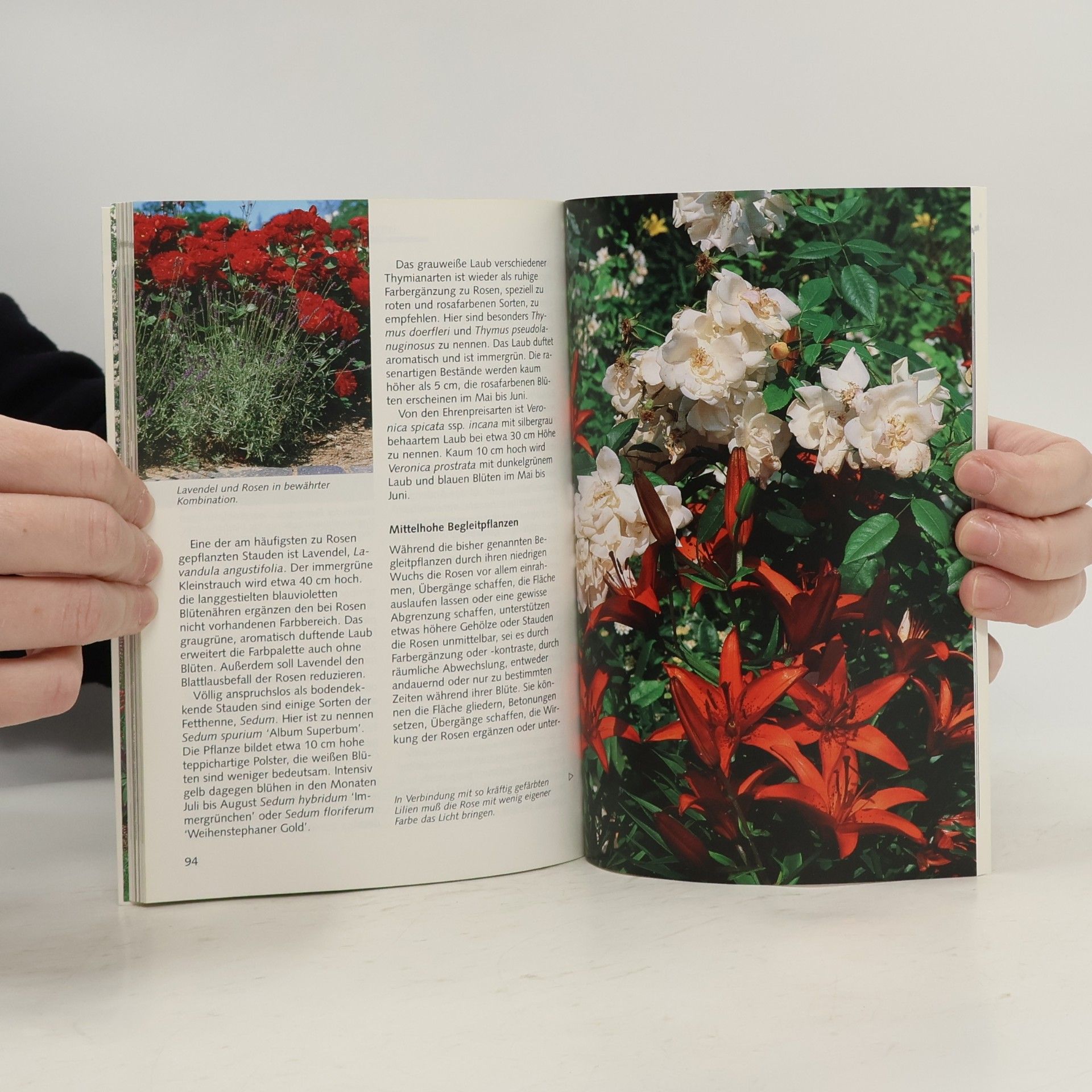 Eckart Haenchen Die richtigen Rosen für meinen Garten